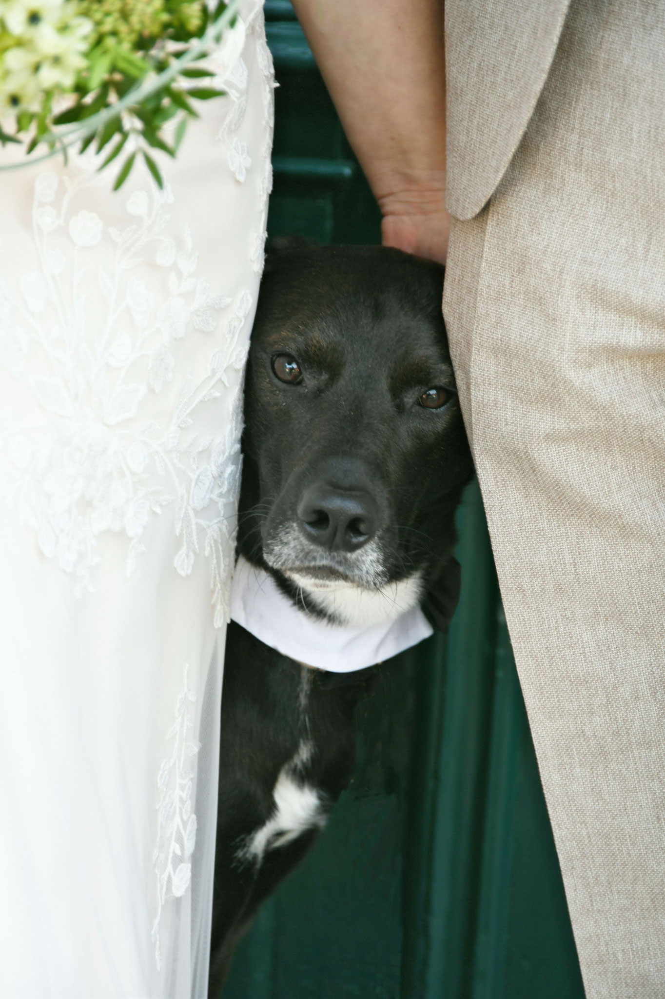 Hochzeit mit Hund