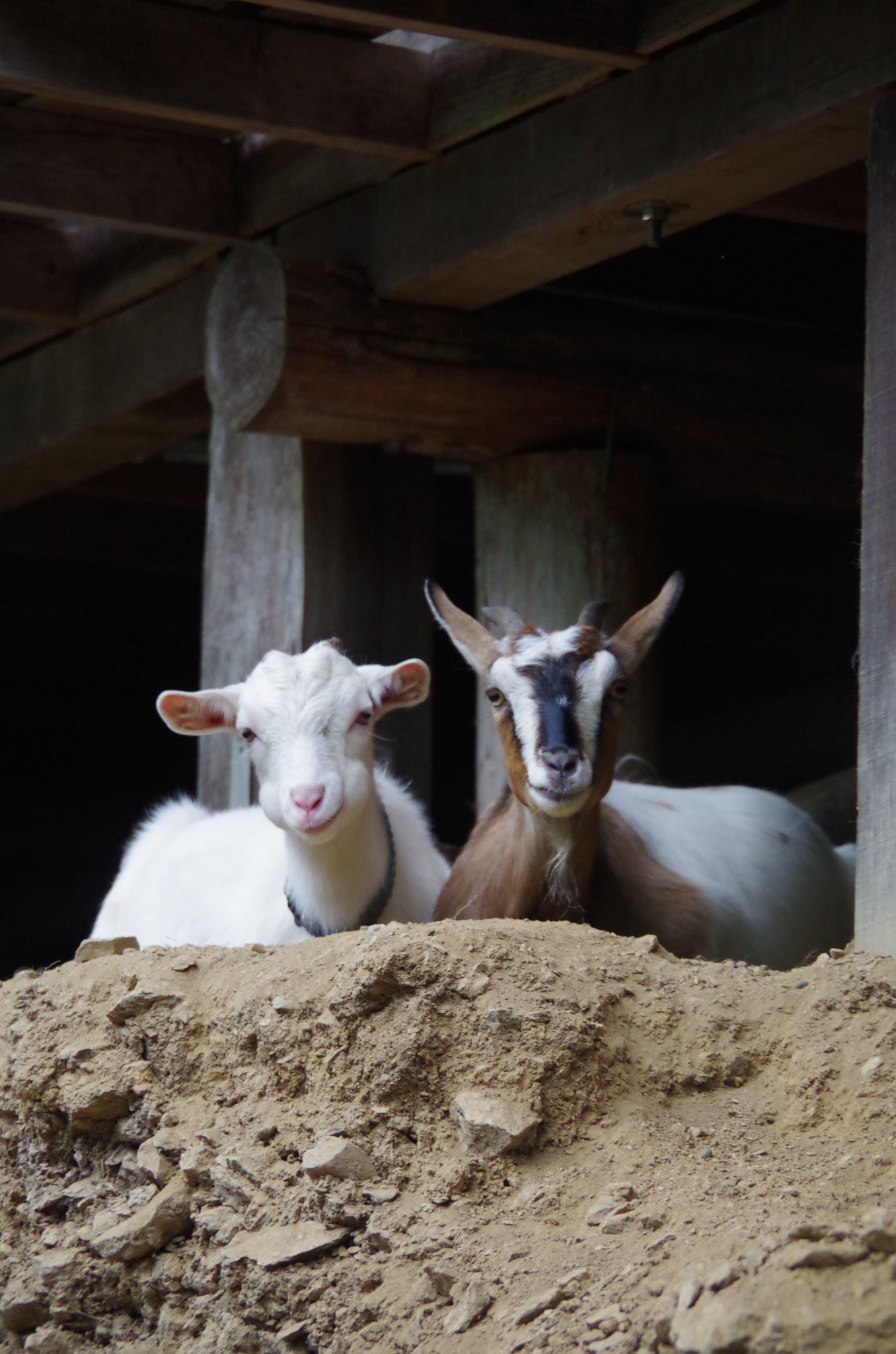 購入決定　ヤギ ヤマリア エギ王 LIVE 3.5号 034 パッションレッド 爆買