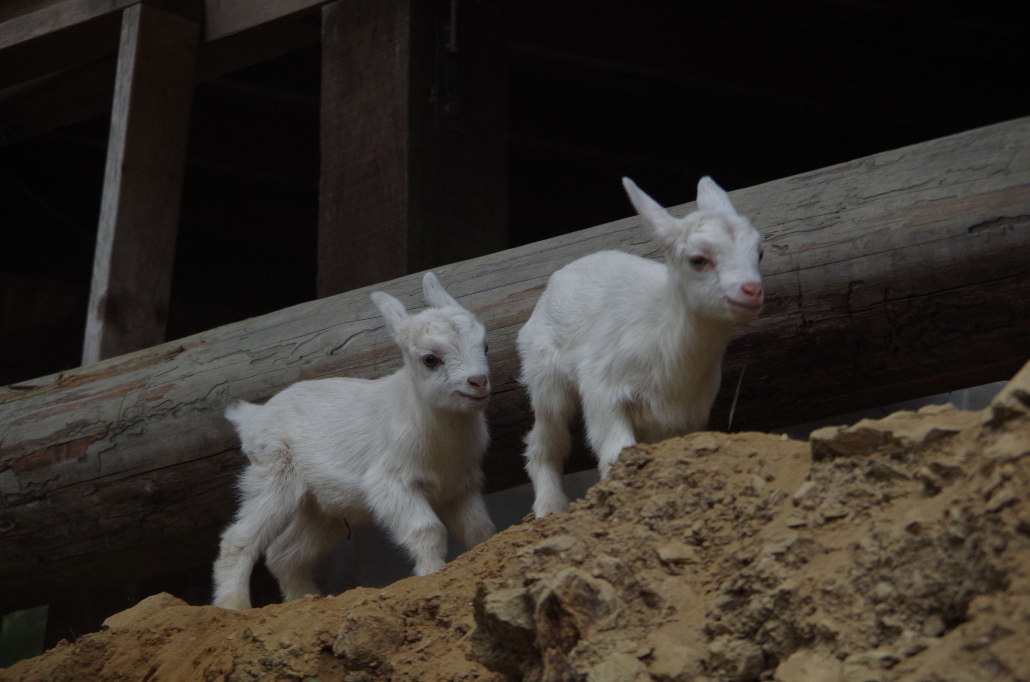 販売中のヤギたち - hcganimal ページ！