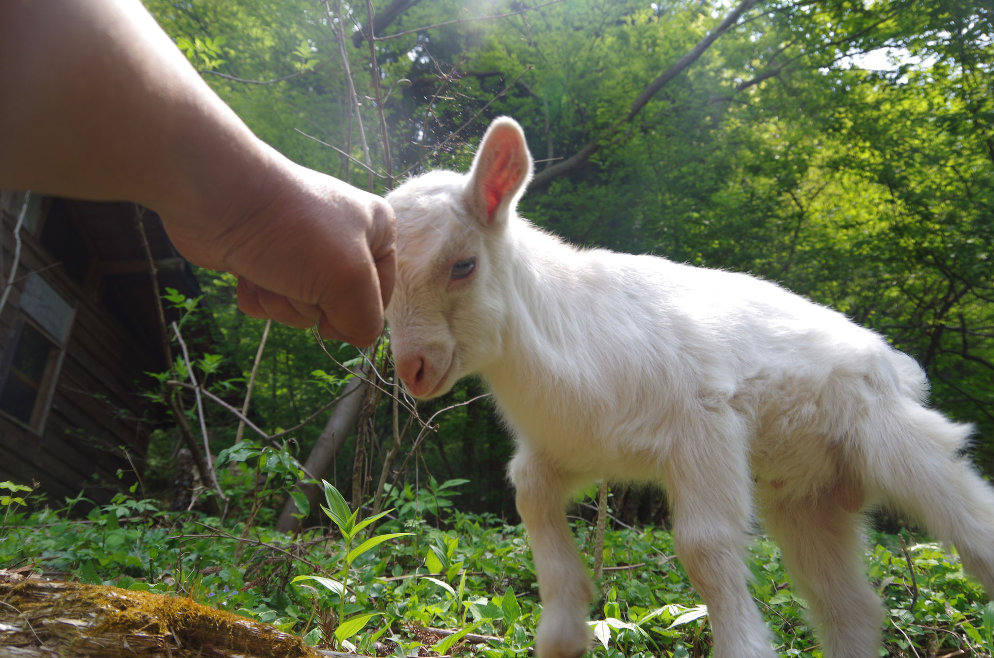 販売中のヤギたち - hcganimal ページ！