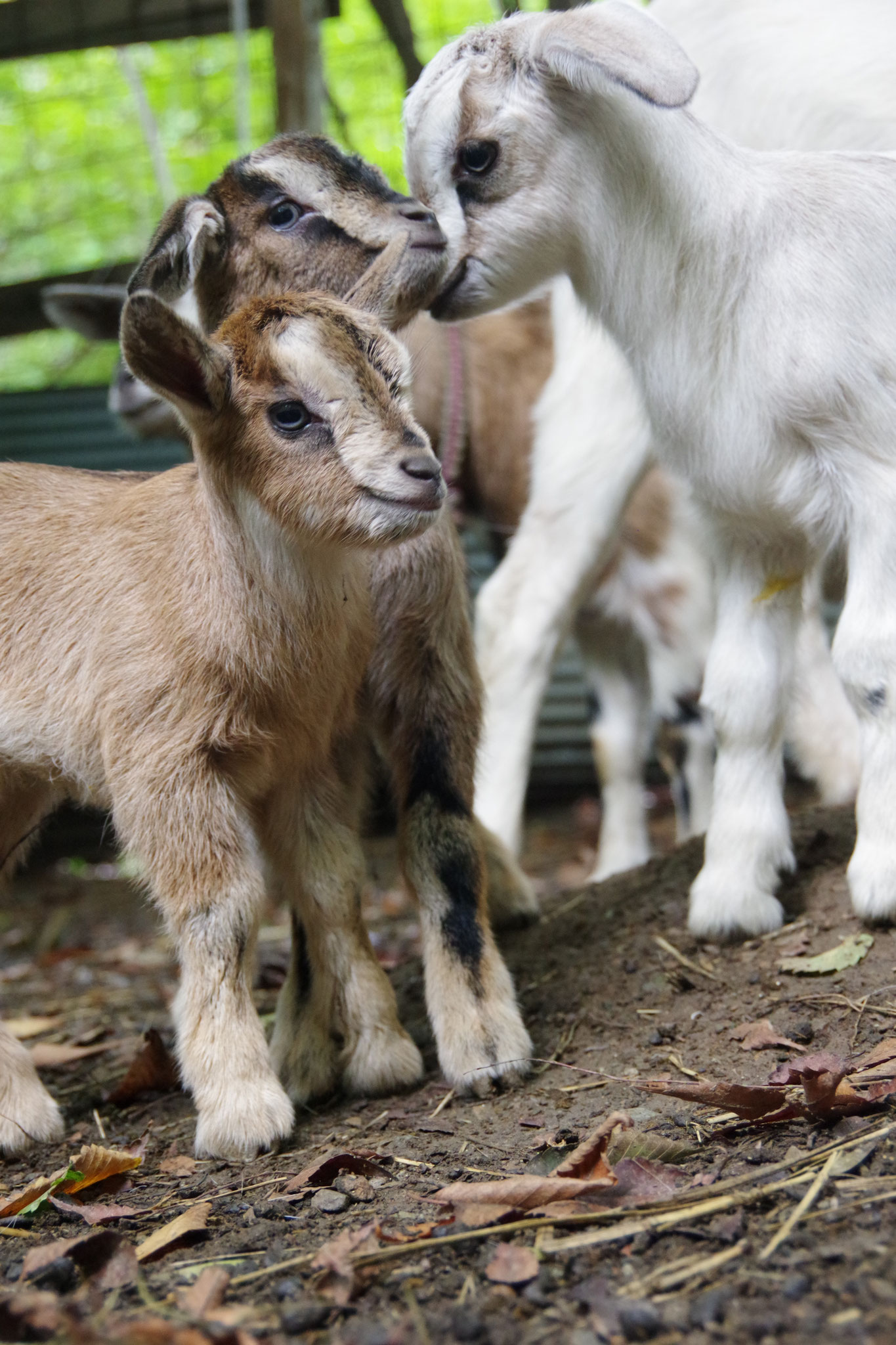 購入決定　ヤギ ヤマリア エギ王 LIVE 3.5号 034 パッションレッド 爆買