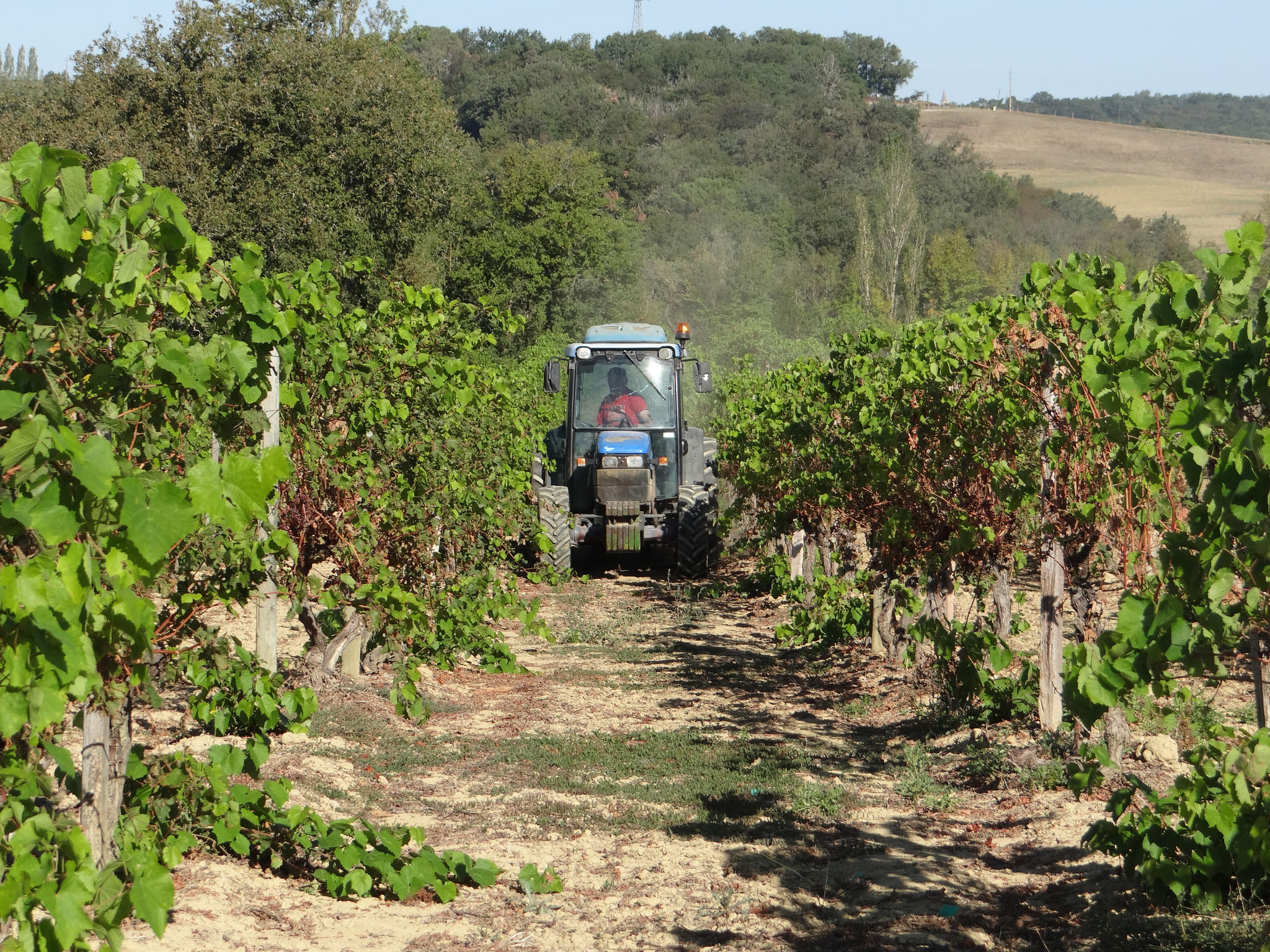 Les vignes du Gers