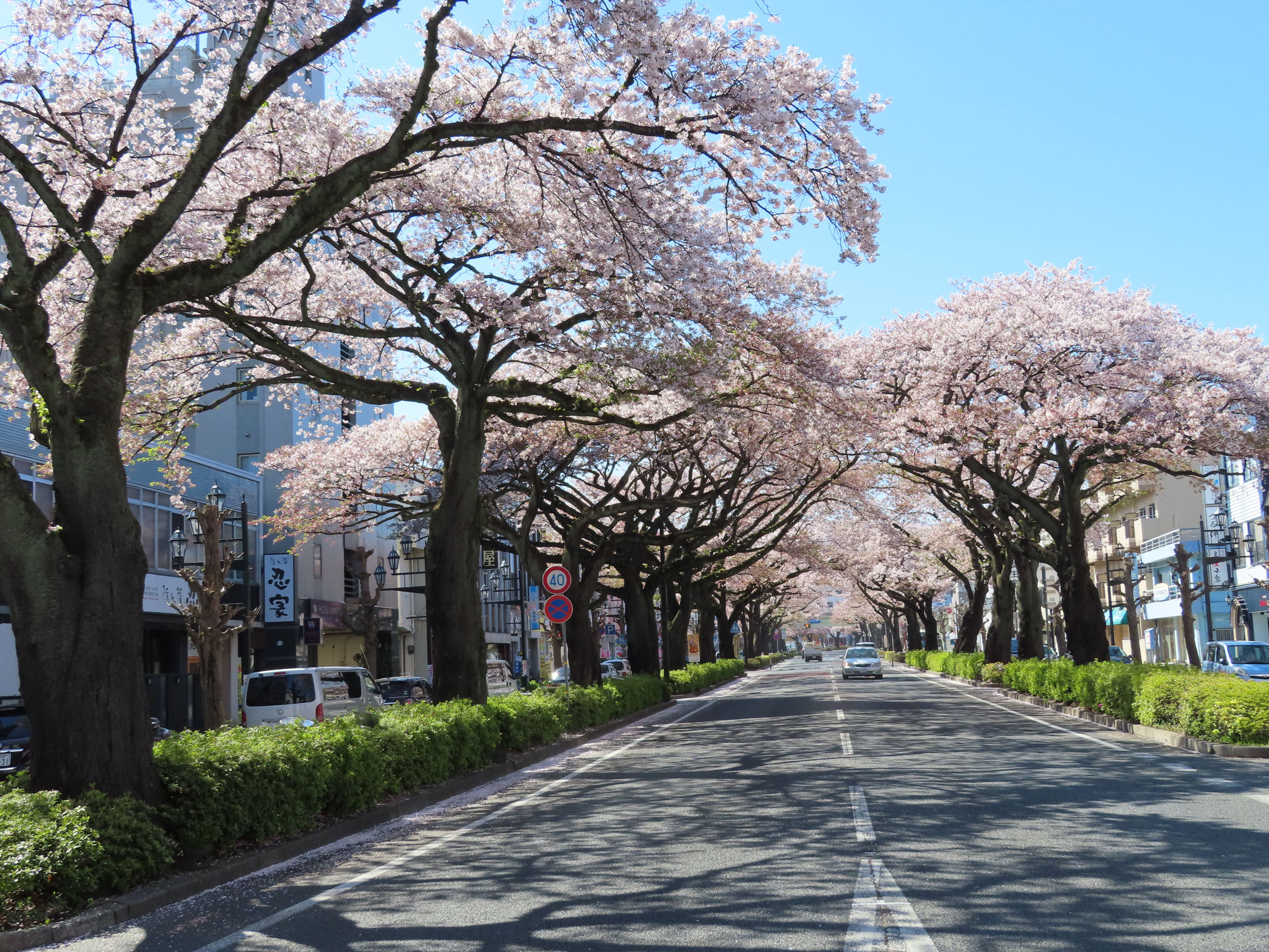 工都日立の顔、日立駅前平和通りの桜。('１９撮)