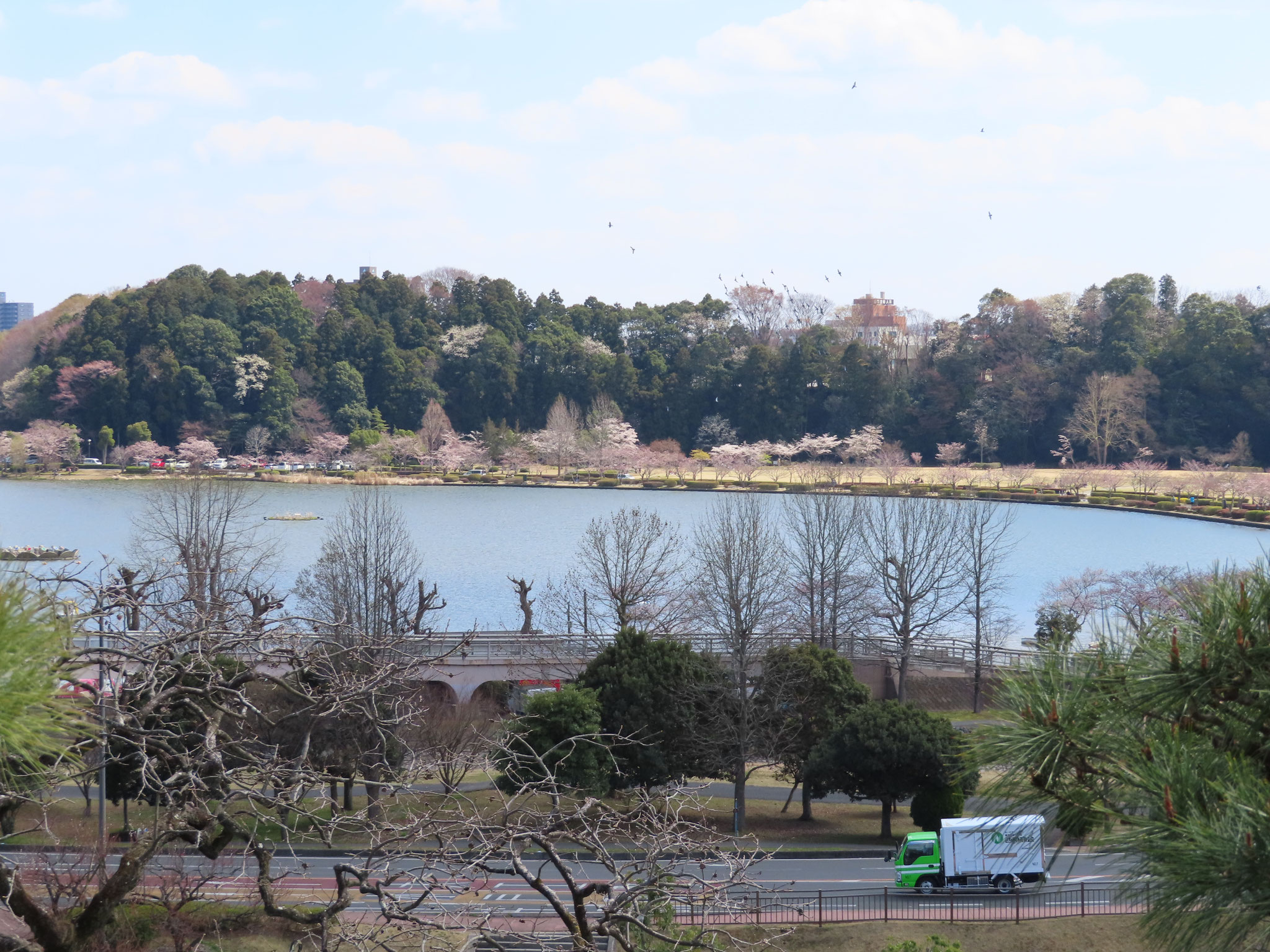 日本三名園の一つ偕楽園から春の千波湖を望む。旅館千鳥屋から車で５５分。('１９撮)