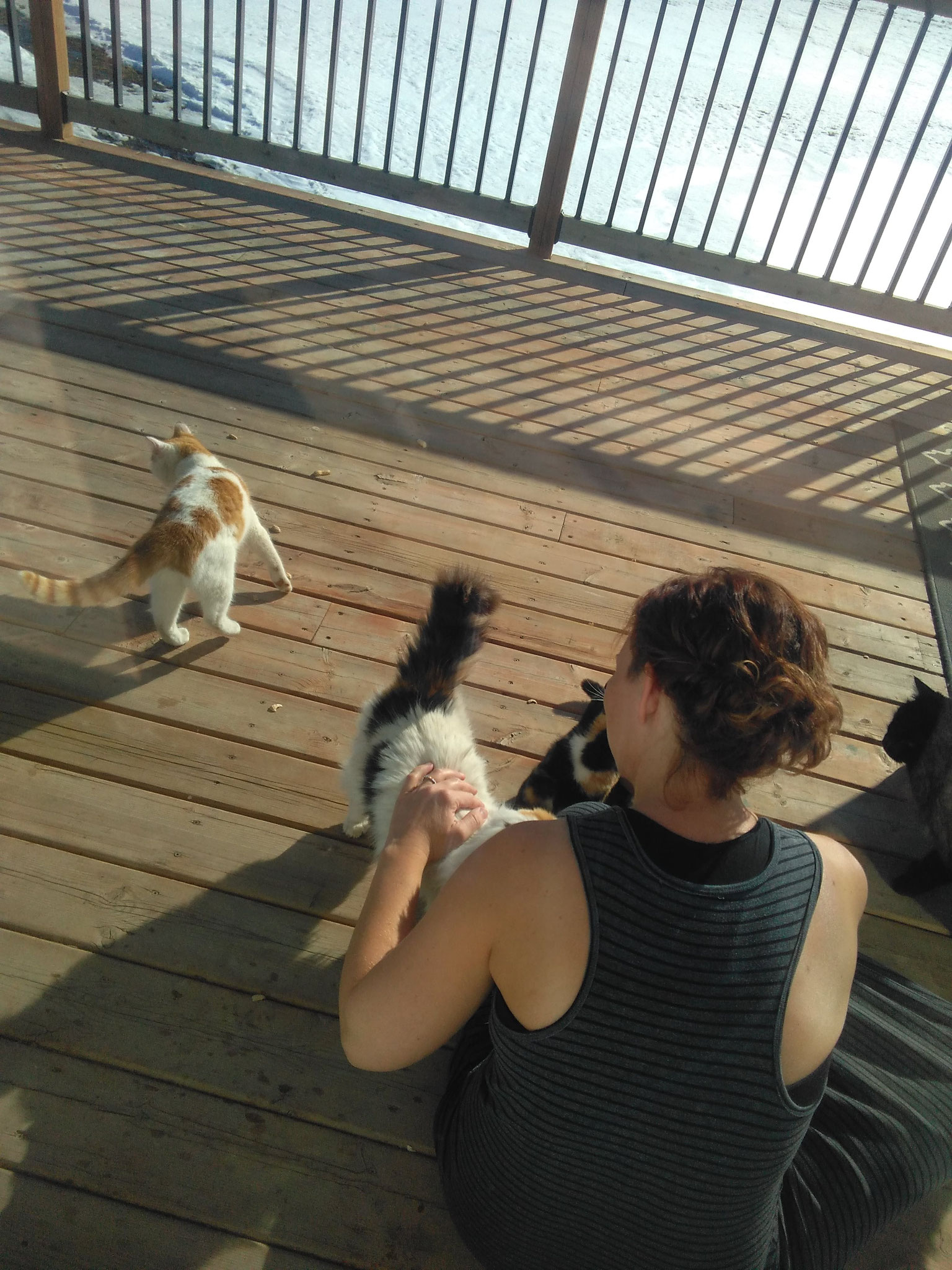 Cate und ihre Katzen