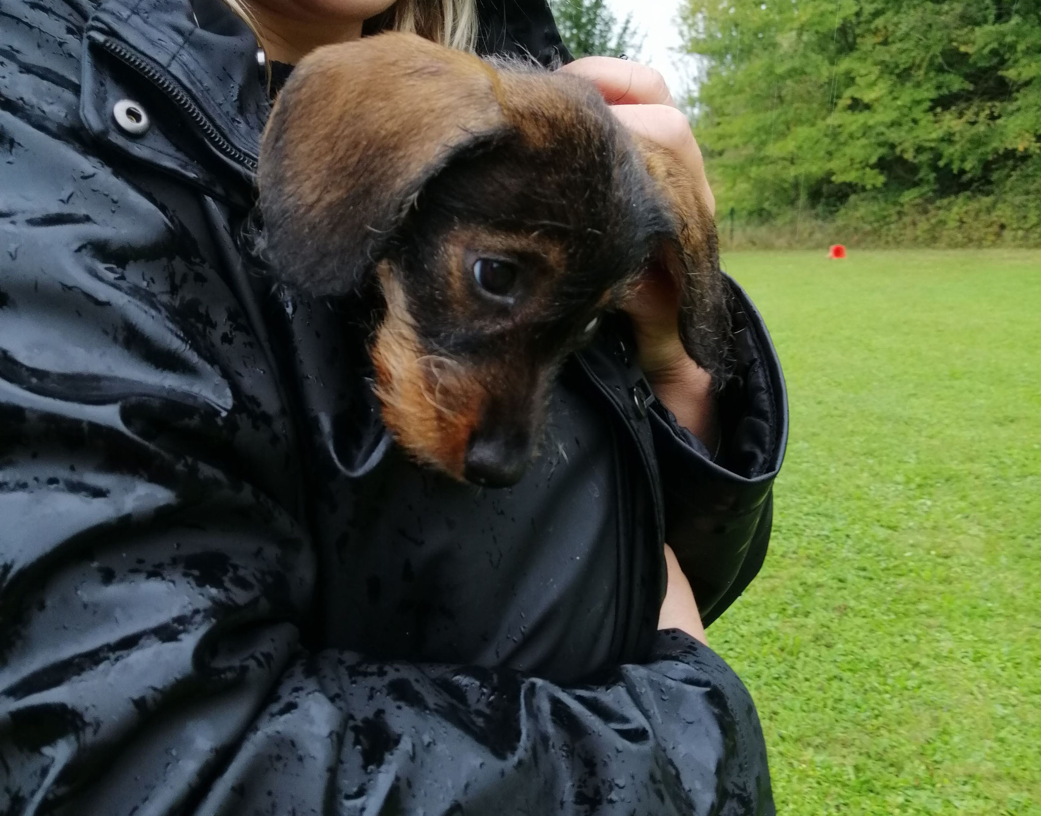 heute im Welpenkurs. Auch bei regen wird geübt. dazwischen gehen die kleinen dann unter die warme Jacke von Frauchen.  zum Schluss fanden sie das nasse Gras gar nicht mehr schlimm den das toben mit den anderen war einfach super. 