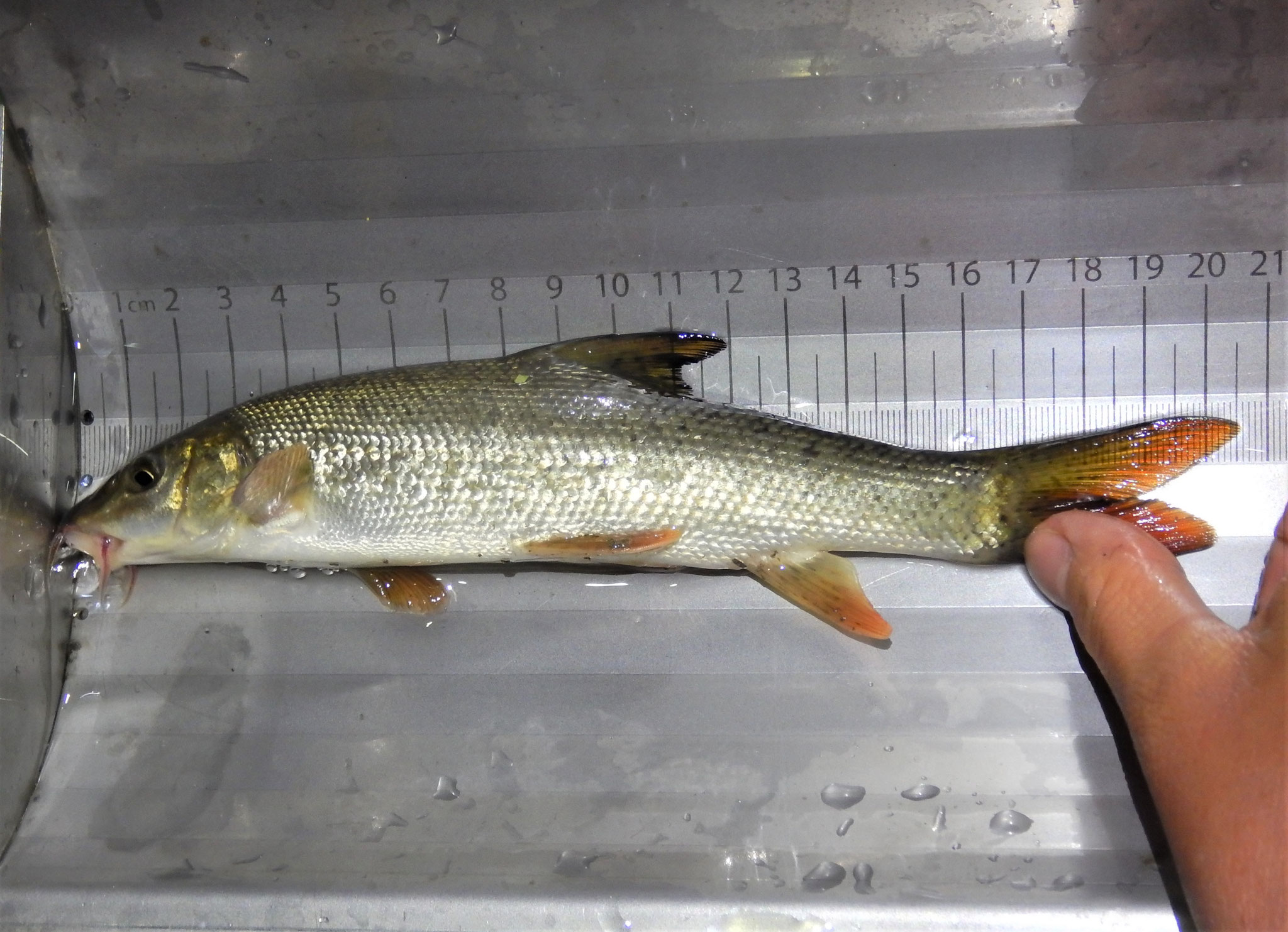 Barbe in von uns entwickeltem Fischmessblech