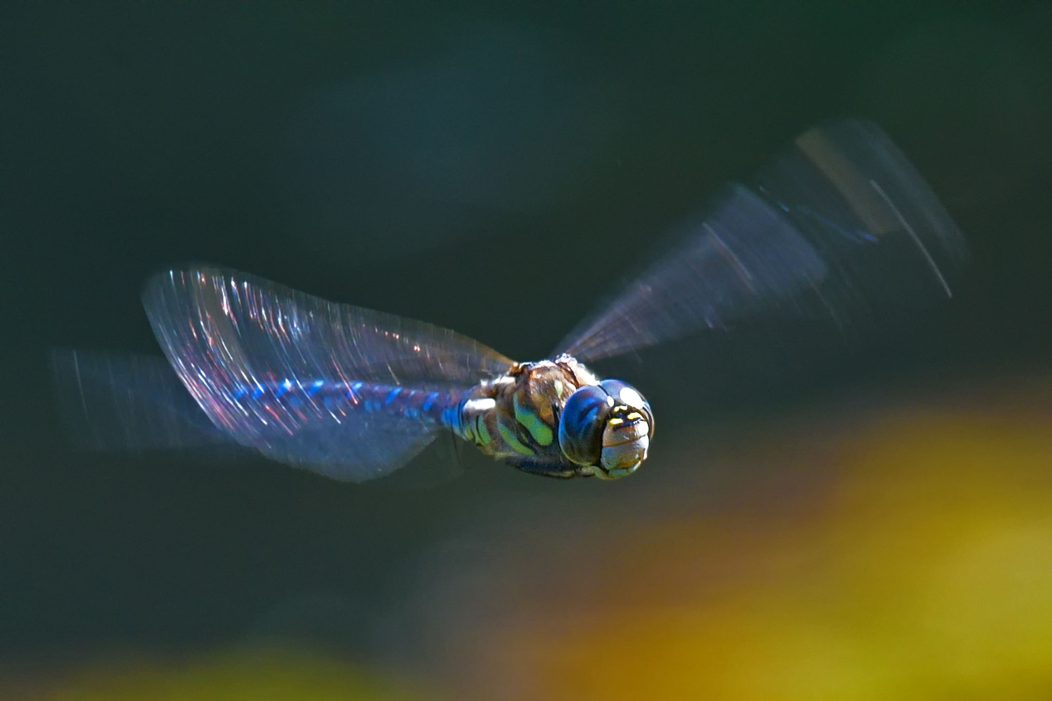 Im Anflug©Gerd Johannsen