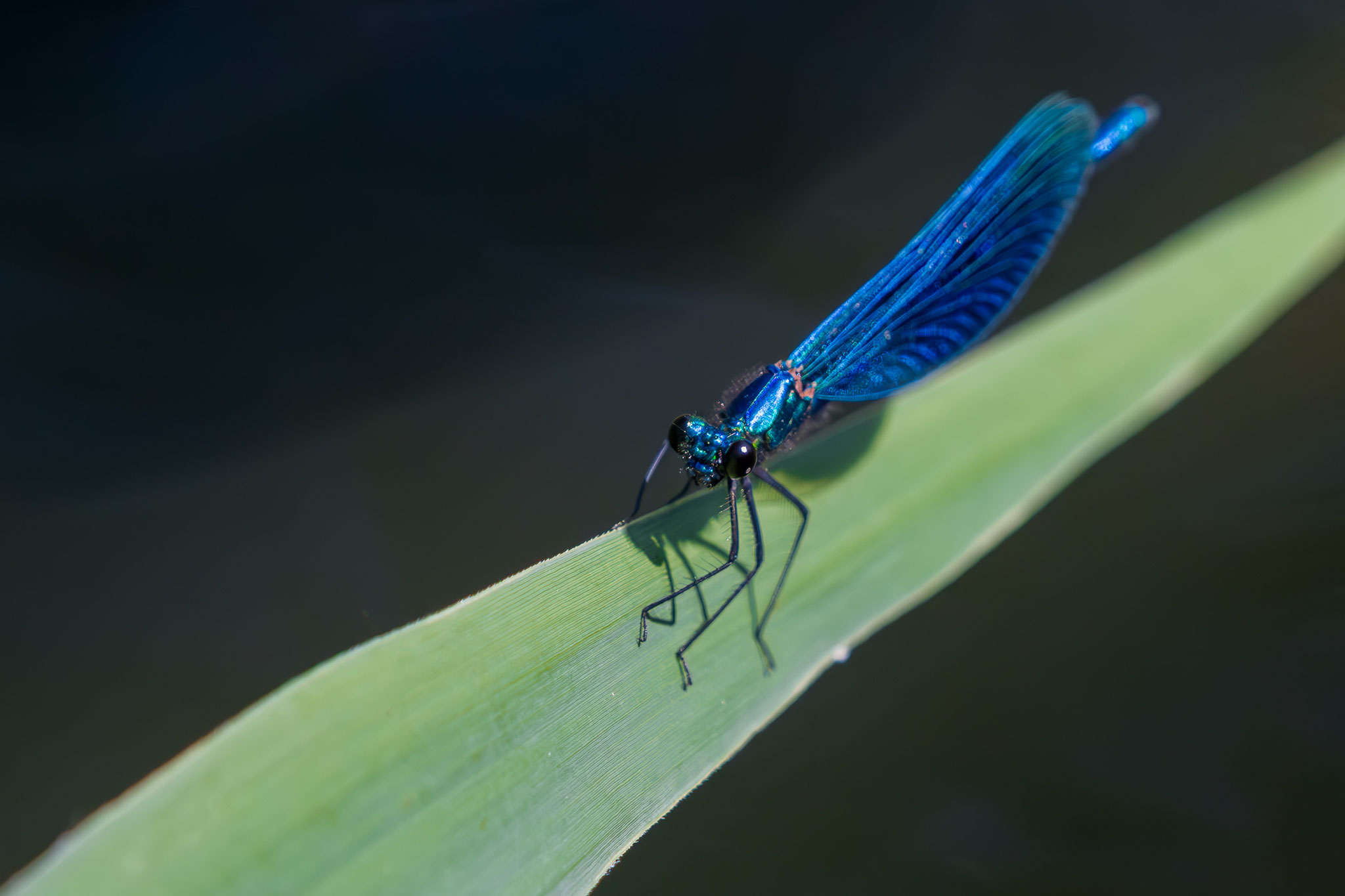 Blauflügel-Prachtlibelle©Udo Stoeter