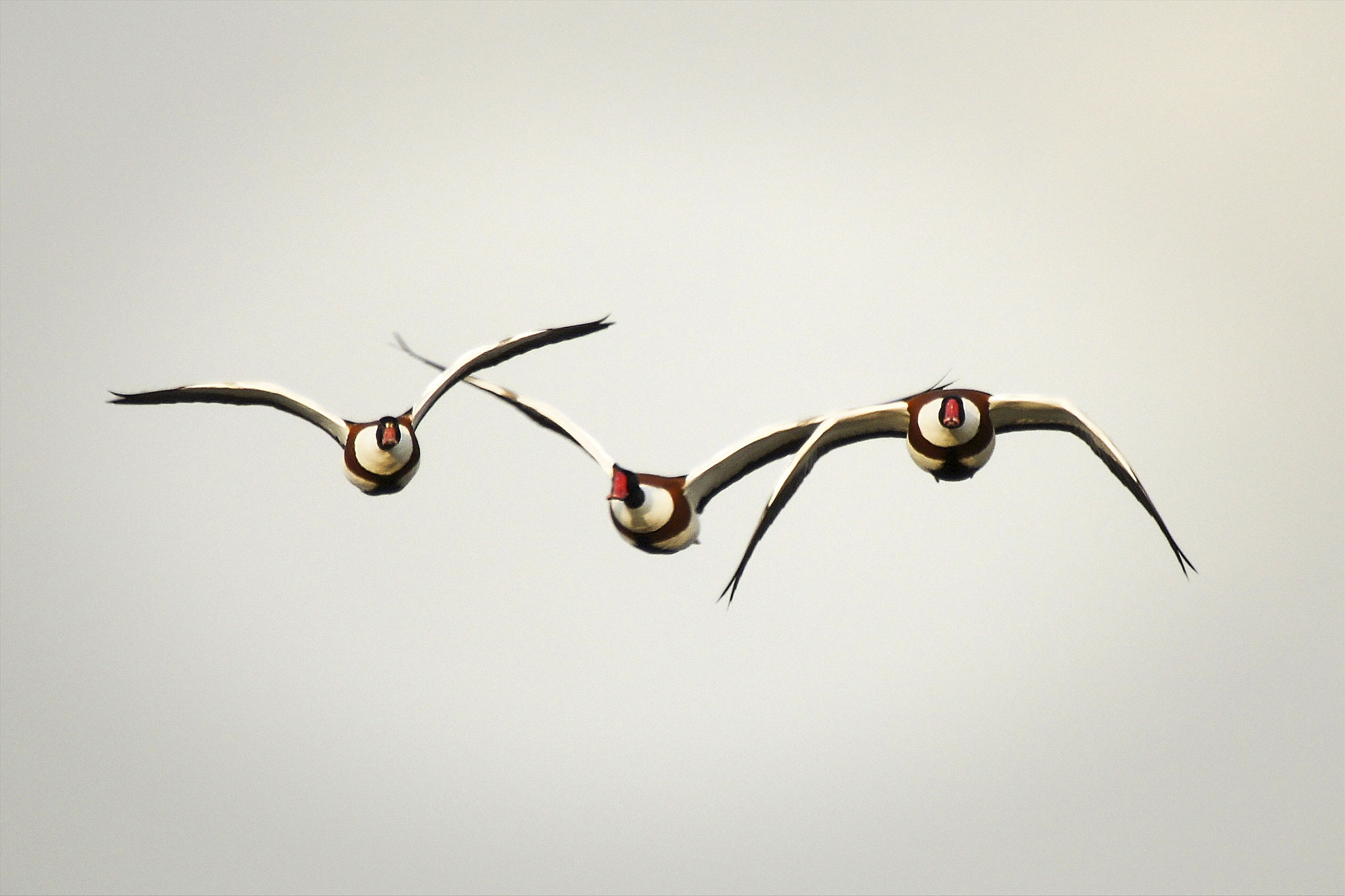 Gudrun Moritz - nur weg