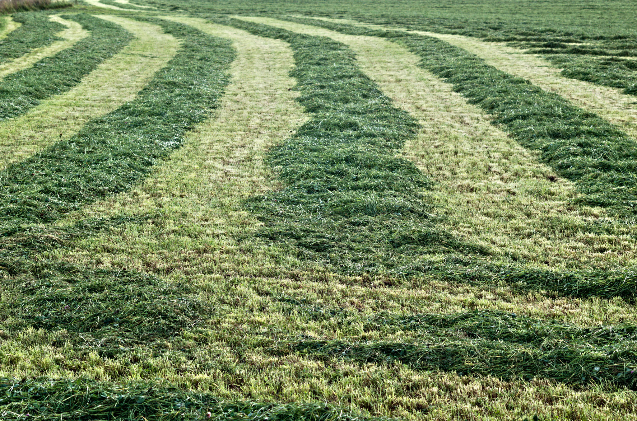 frisch_gemäht©Helmut Preisinger