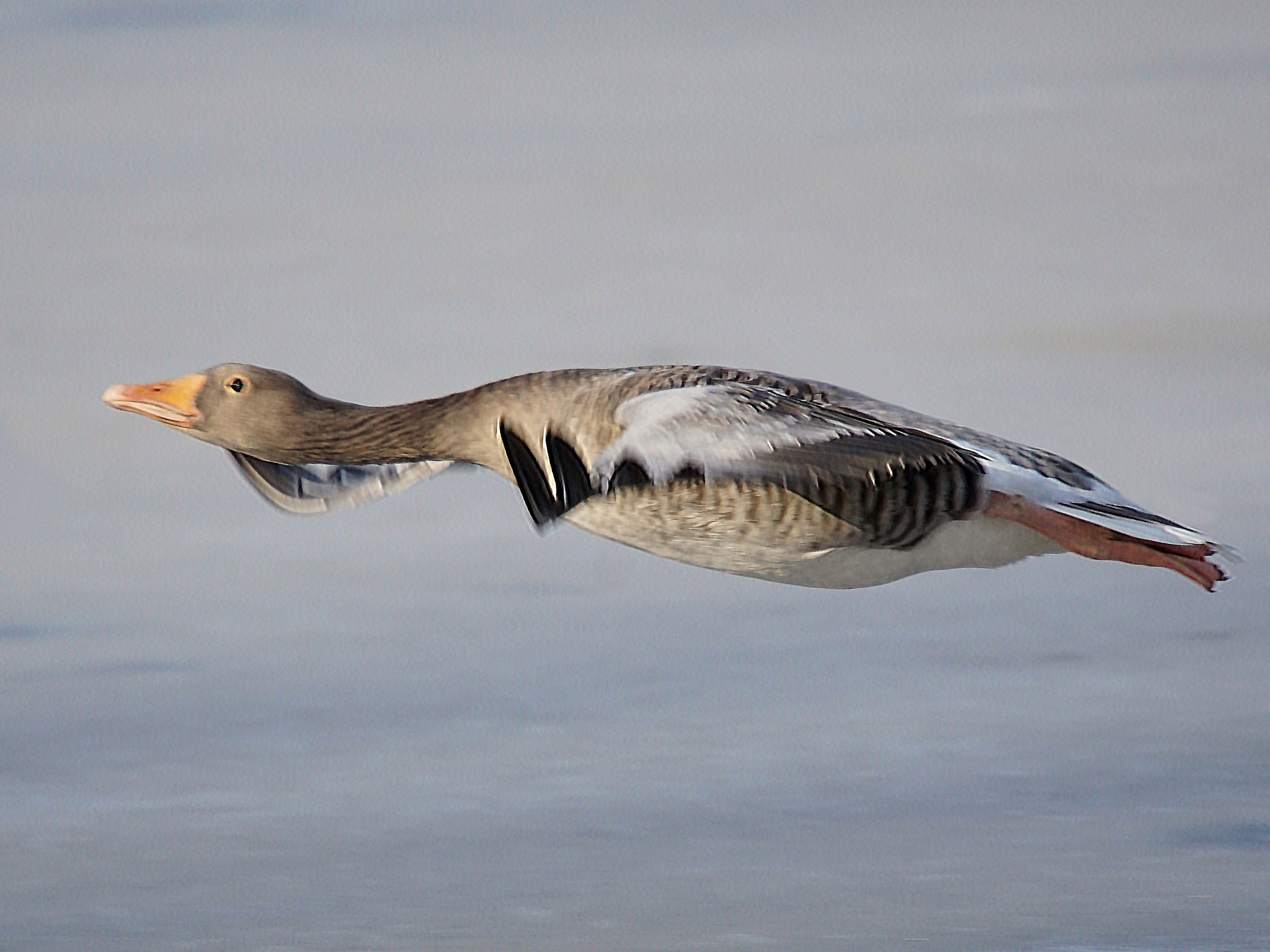 high speed©Gudrun Moritz