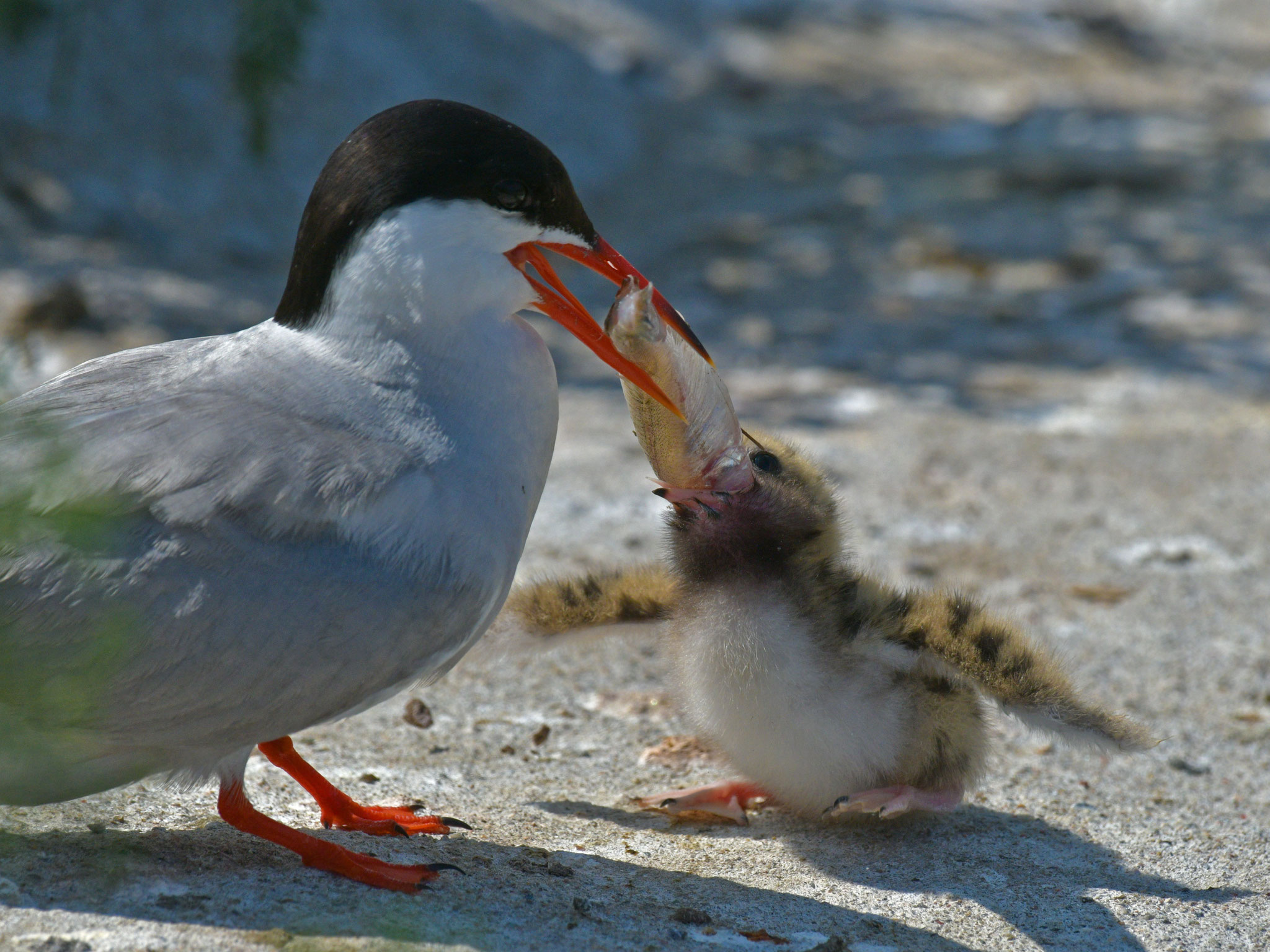 Heisshunger©Gerd Johannsen