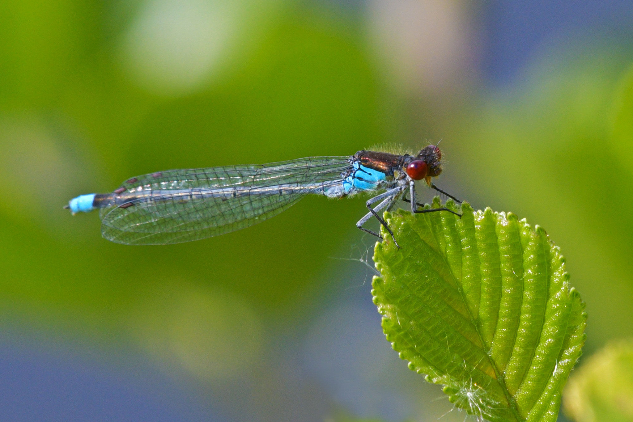 Kleines Granatauge©Gerd Johannsen