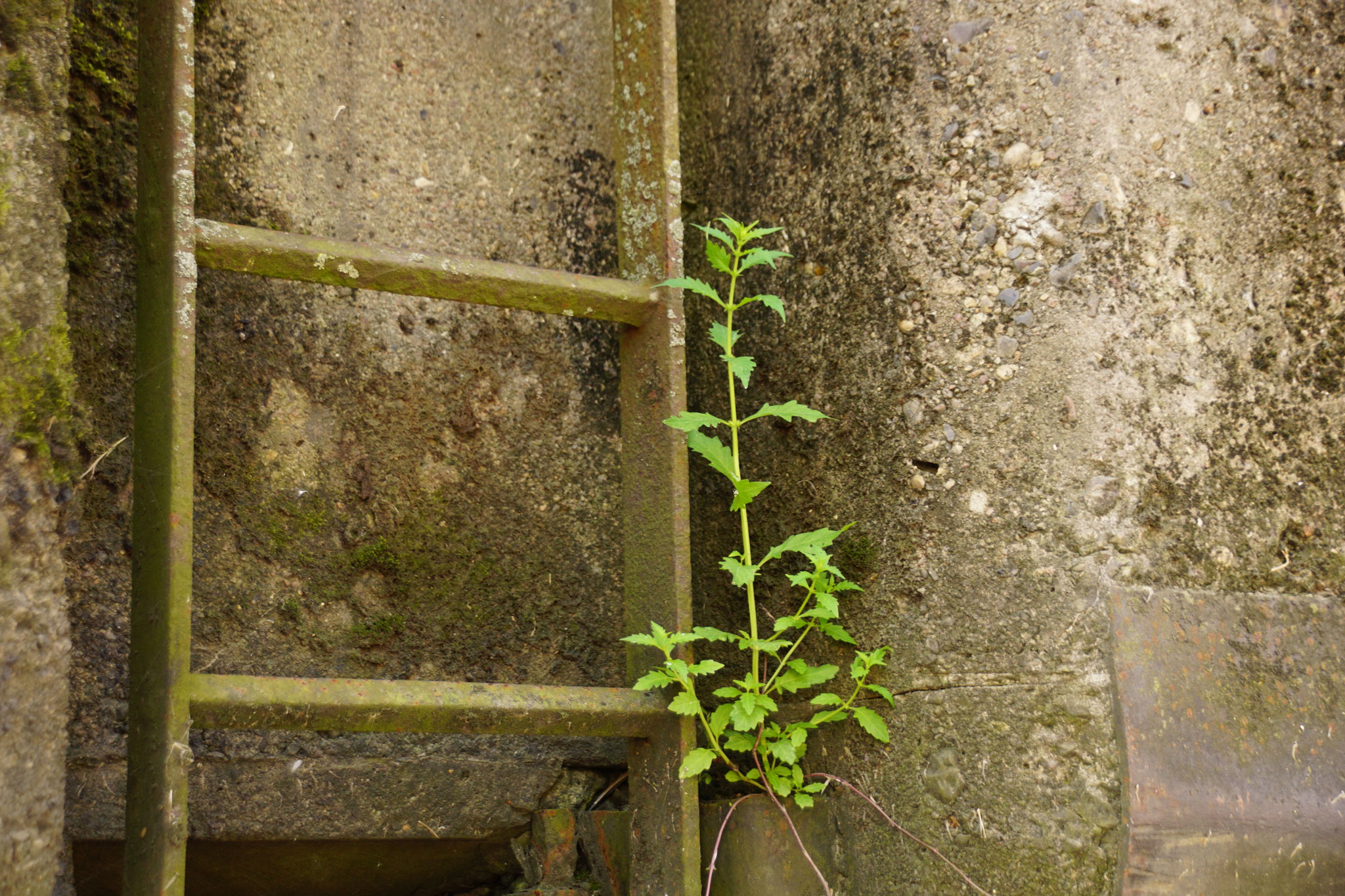 Mauerblümchen©Gudrun Moritz