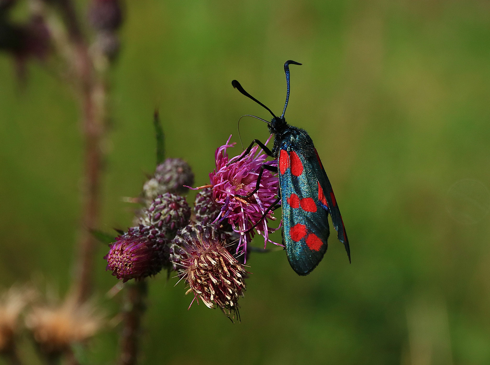Rotwidderchen©Christian Scholz