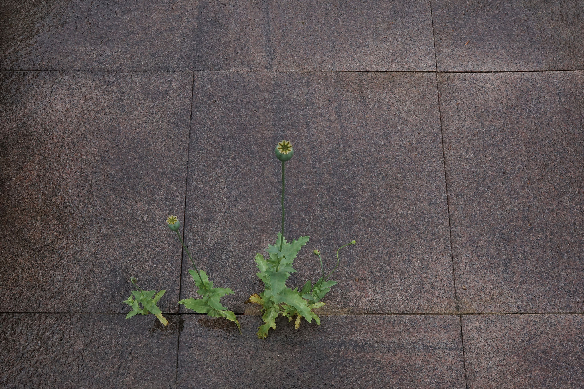 Schlafmohn©Hakon Johannsen