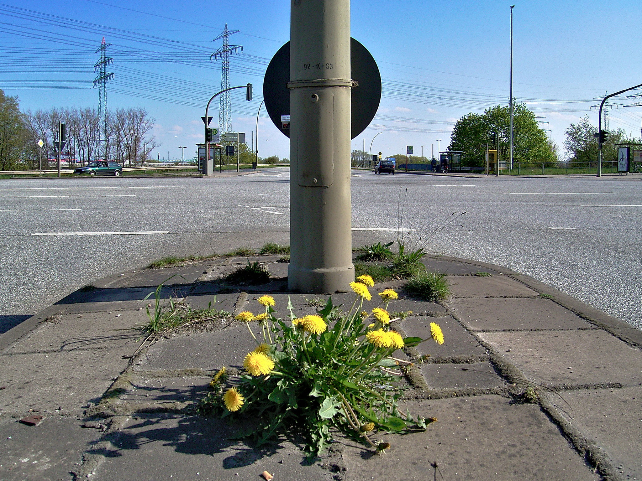 Überlebenskünstler©Helmut Preisinger