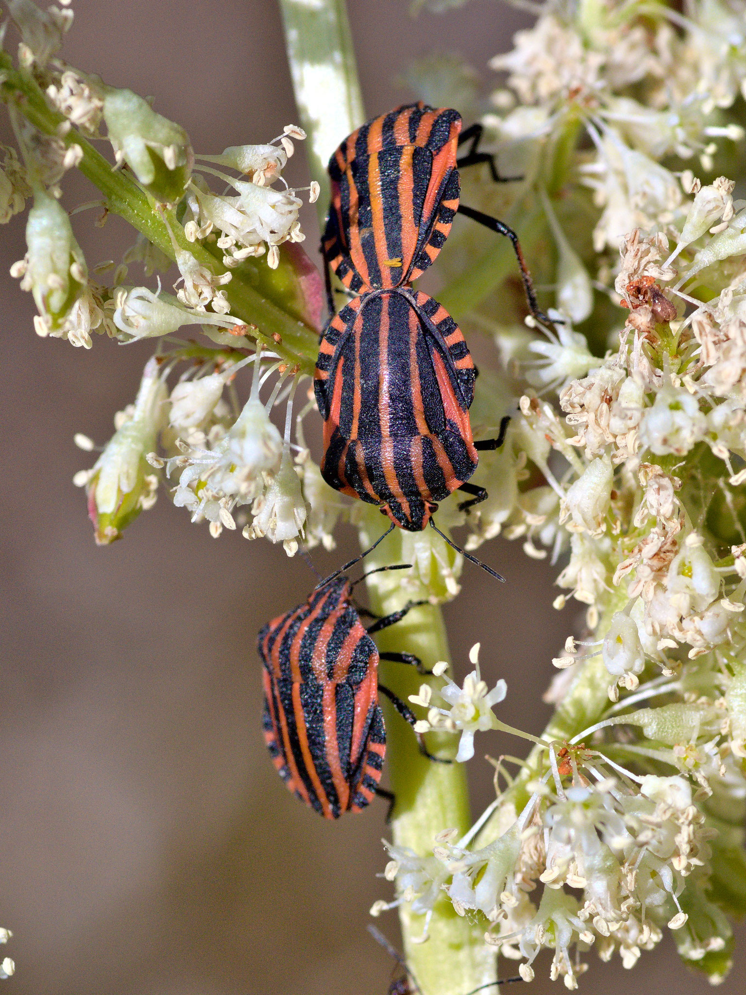 Helmut Preisinger - Streifenwanzen
