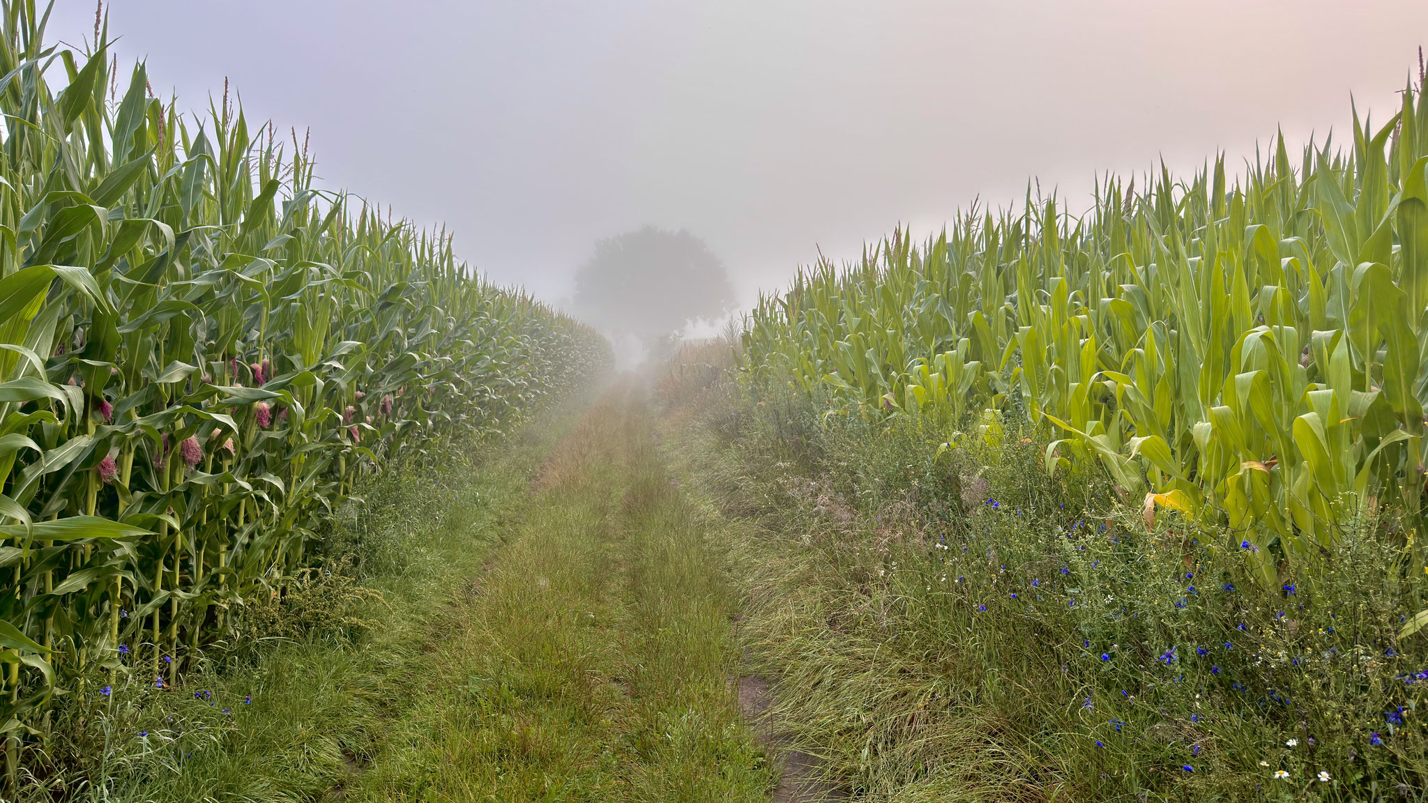 Maisfeld©Thomas Stühmer