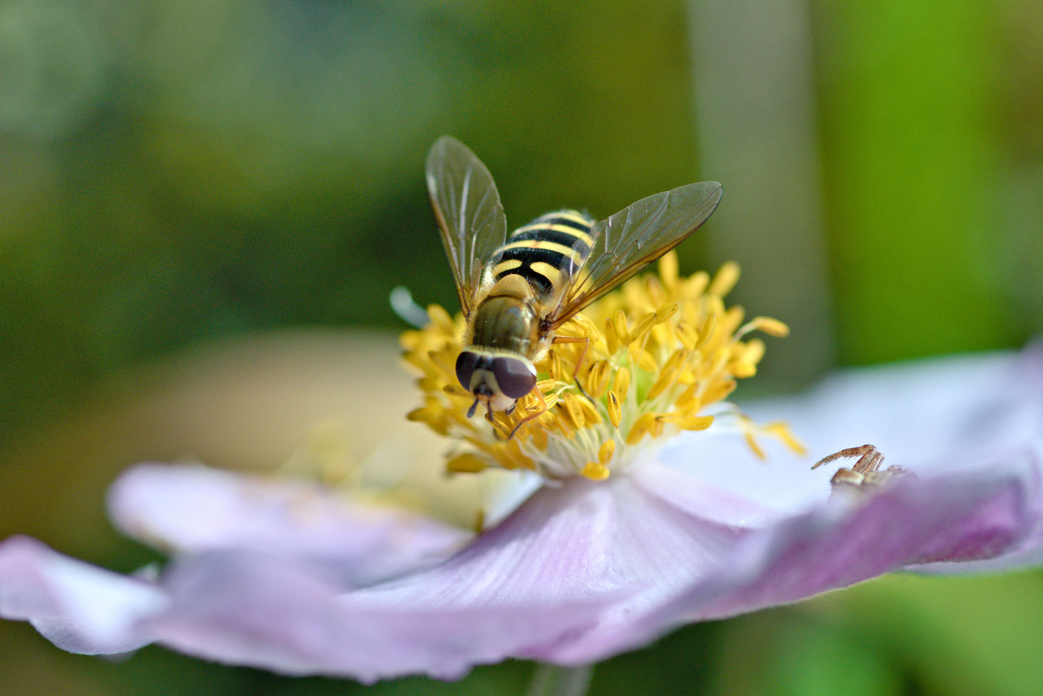 Schwebfliege©Helmut Preisinger