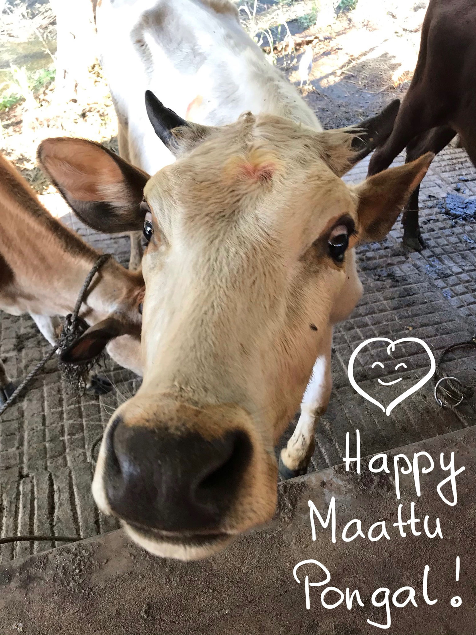 Mattu Ponngal 2019 :) 