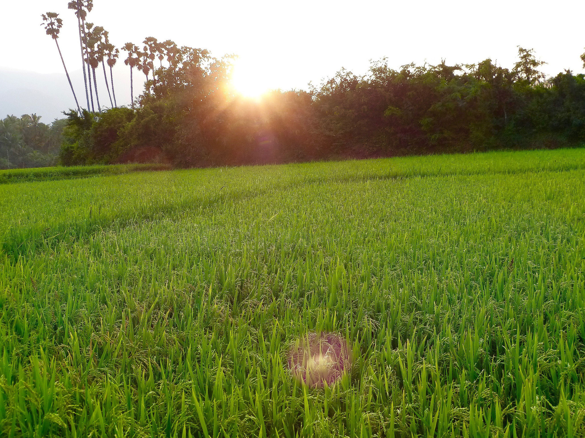 Rice fields