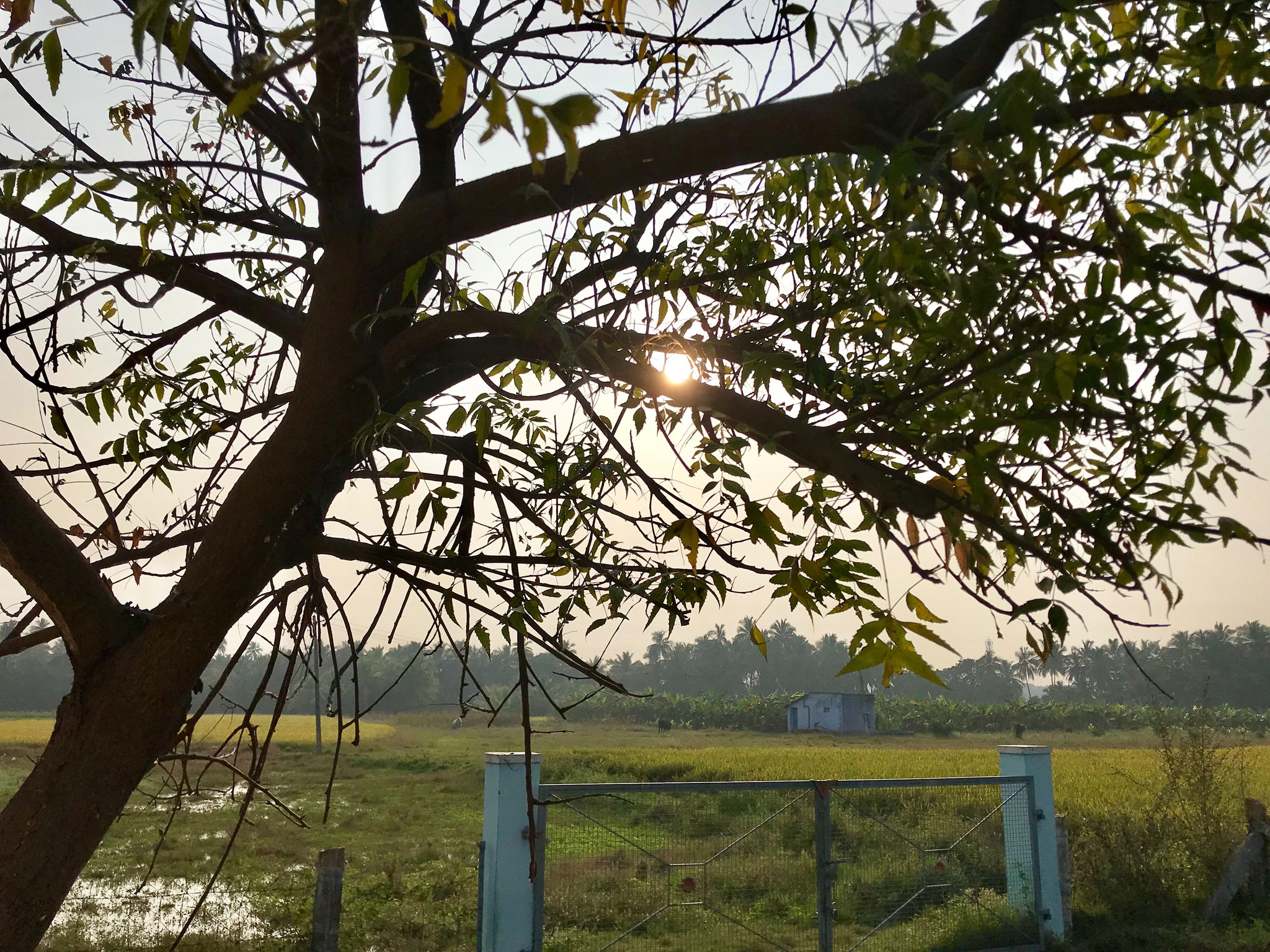 The sun rays are shyly blinking through the branches of this tree. We are having an exceptionally long lasting cool spell here in the South of India at this time