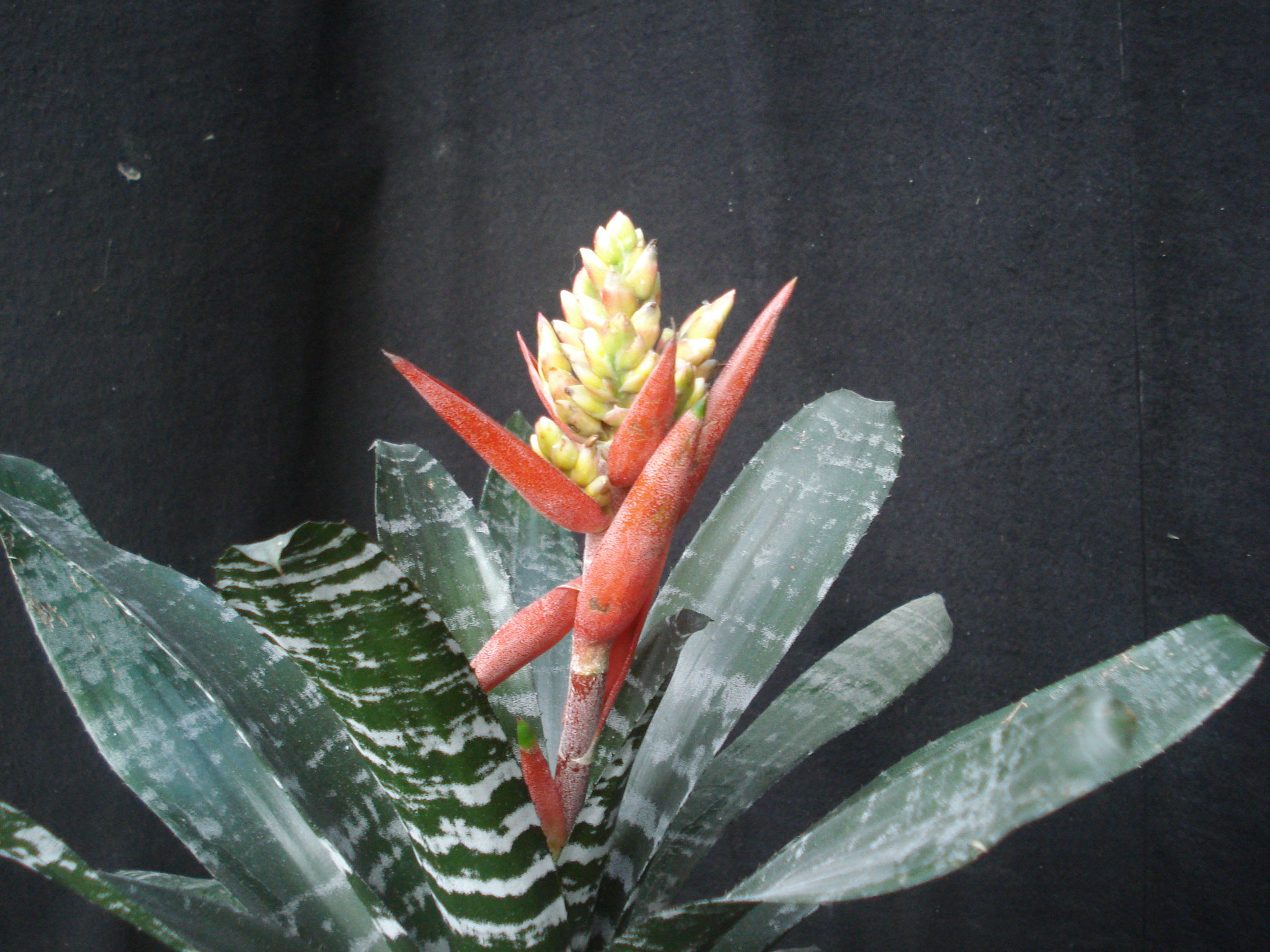 Aechmea cylindrata