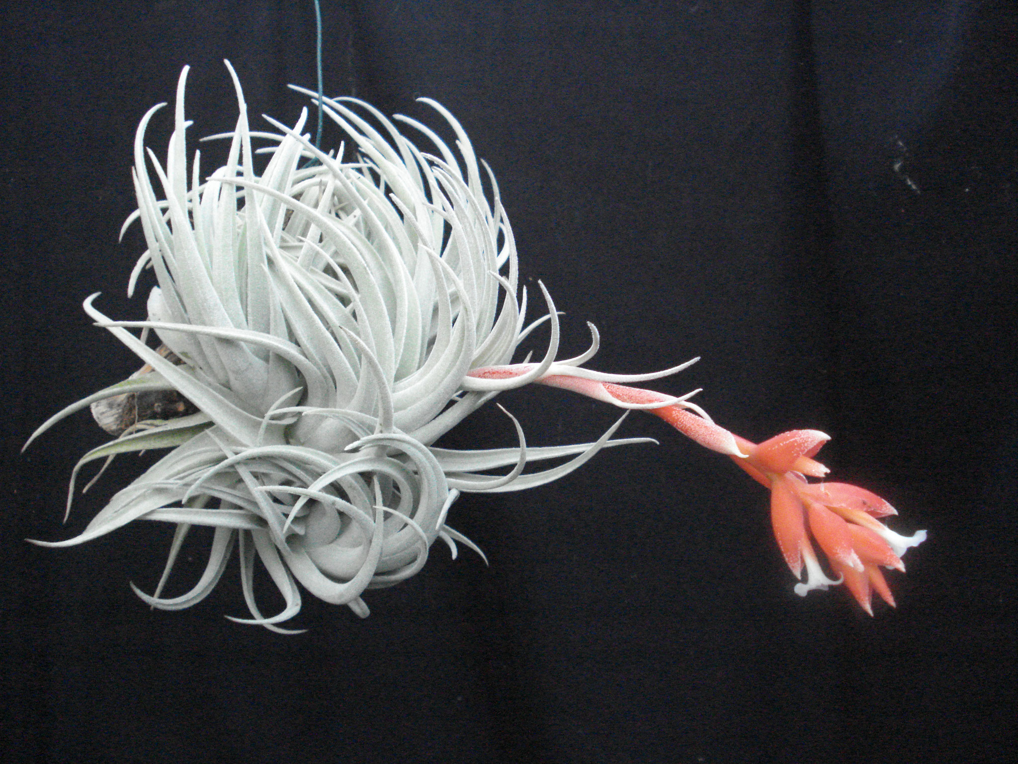 Tillandsia subsecundifolia