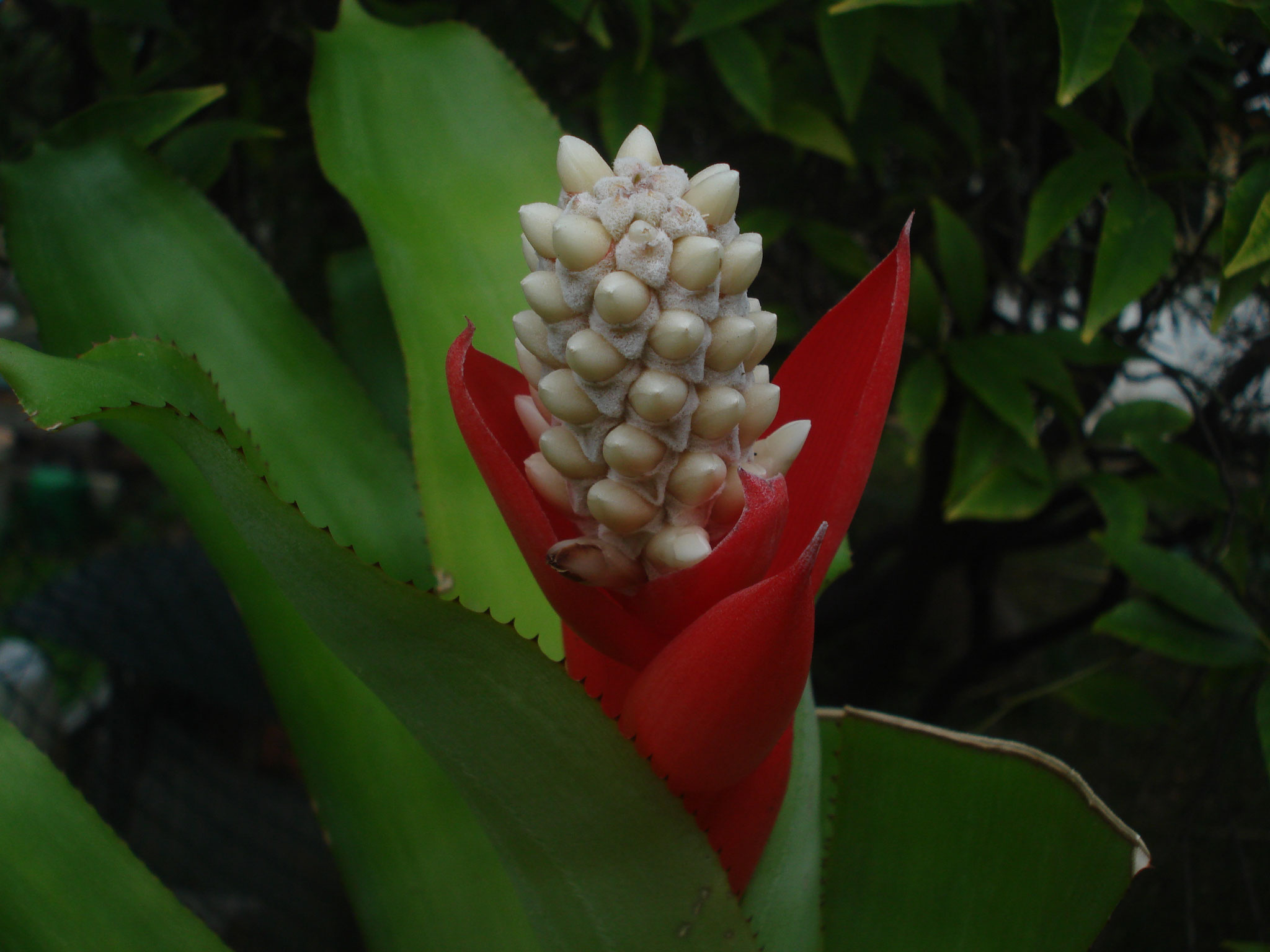 Aechmea bromeliifolia