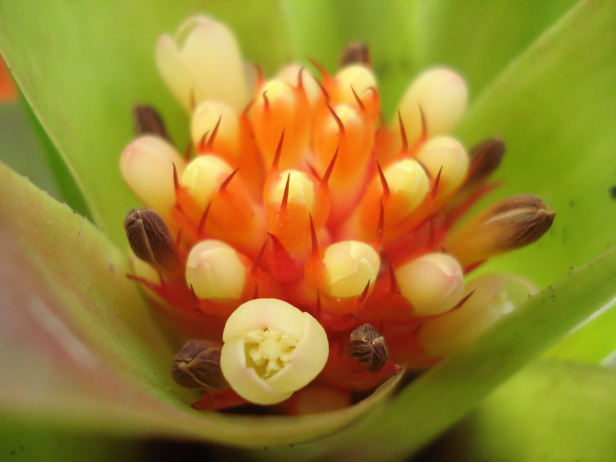 Aechmea pimenti velosoi 