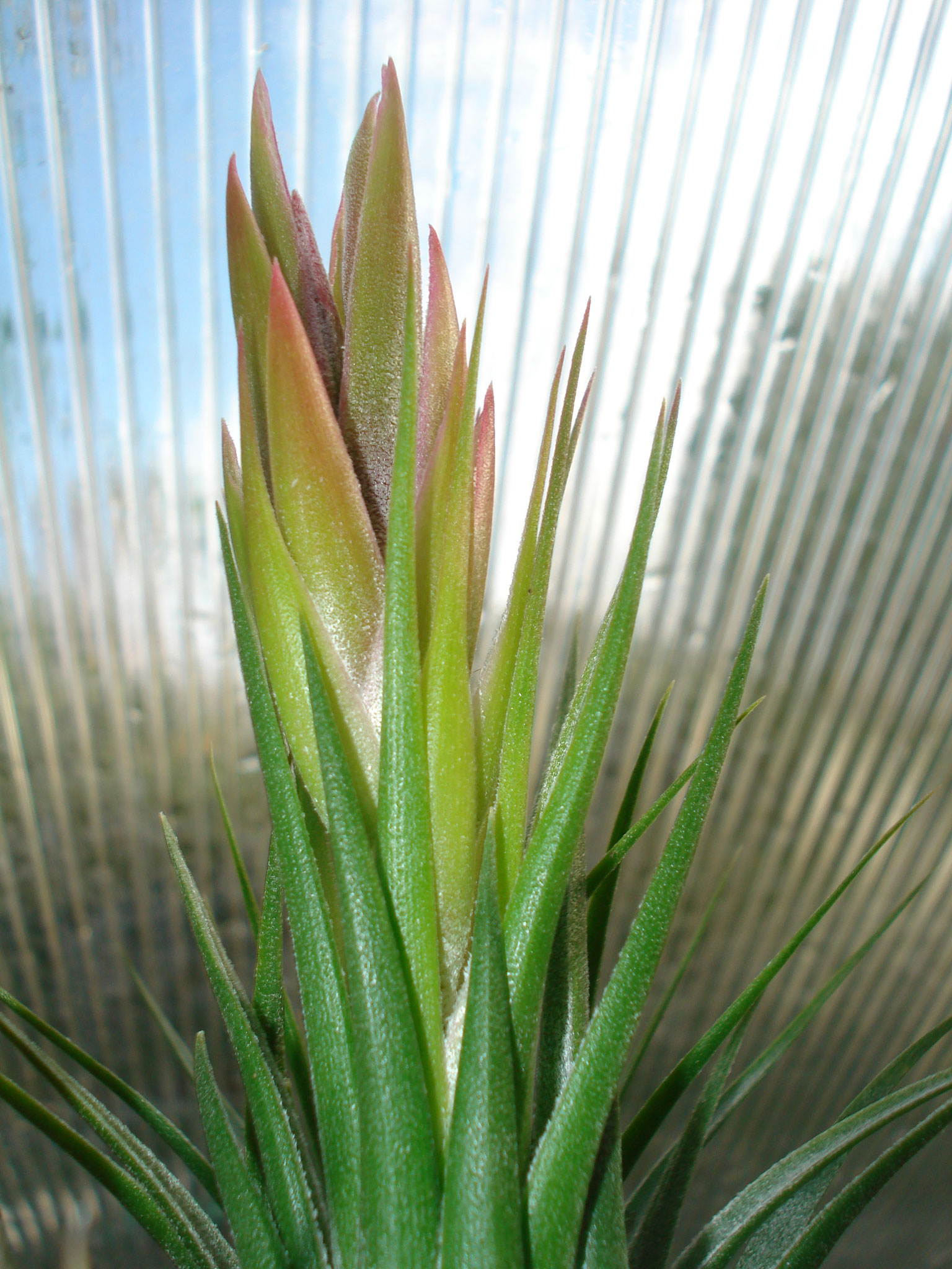 Tillandsia kolbii