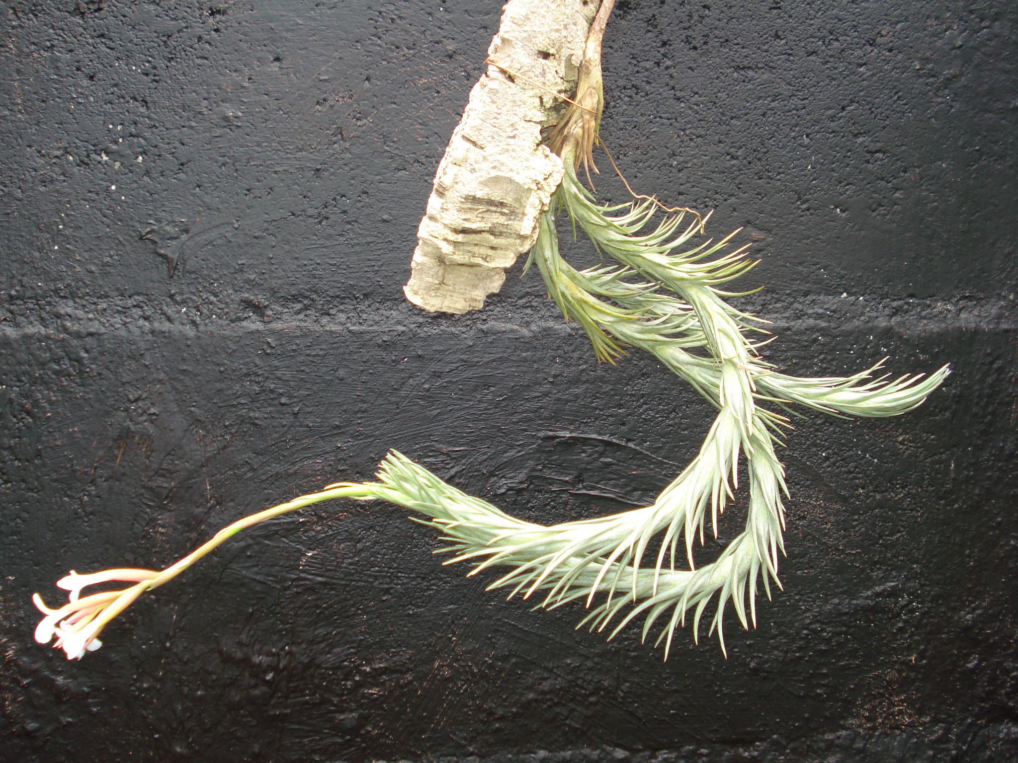 Tillandsia araujei long