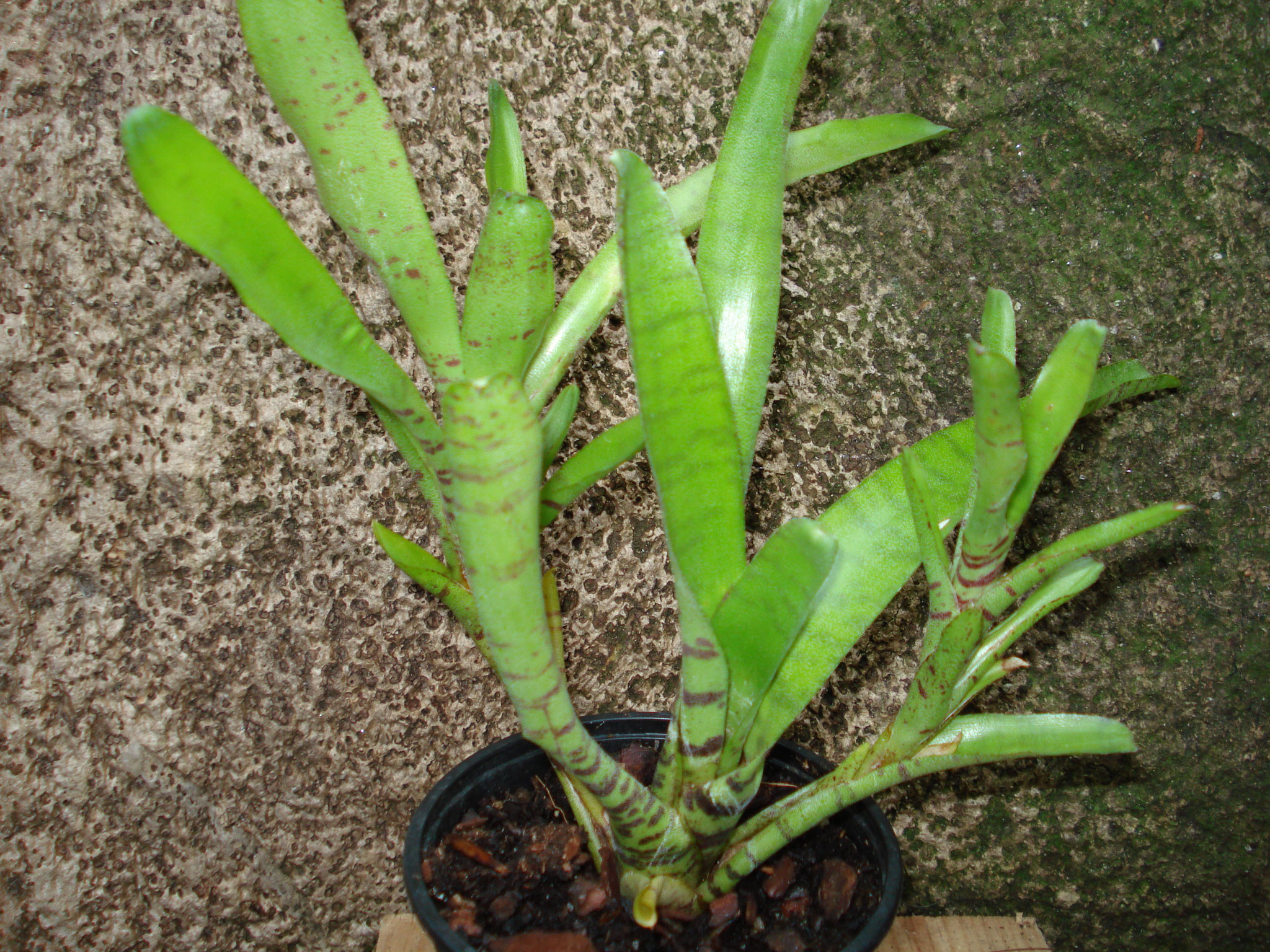 Neoregelia ampulacea