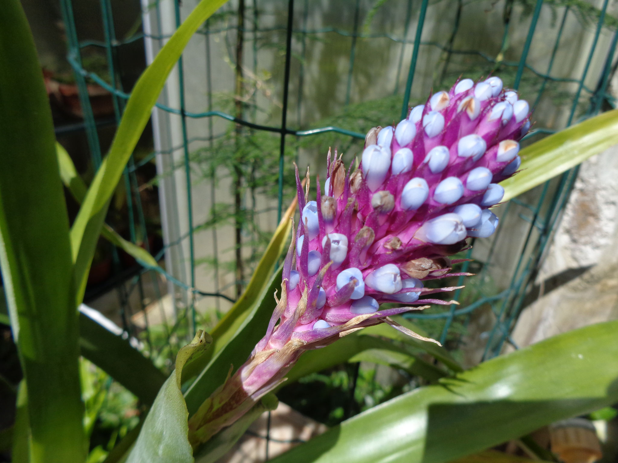 Aechmea cylindrata