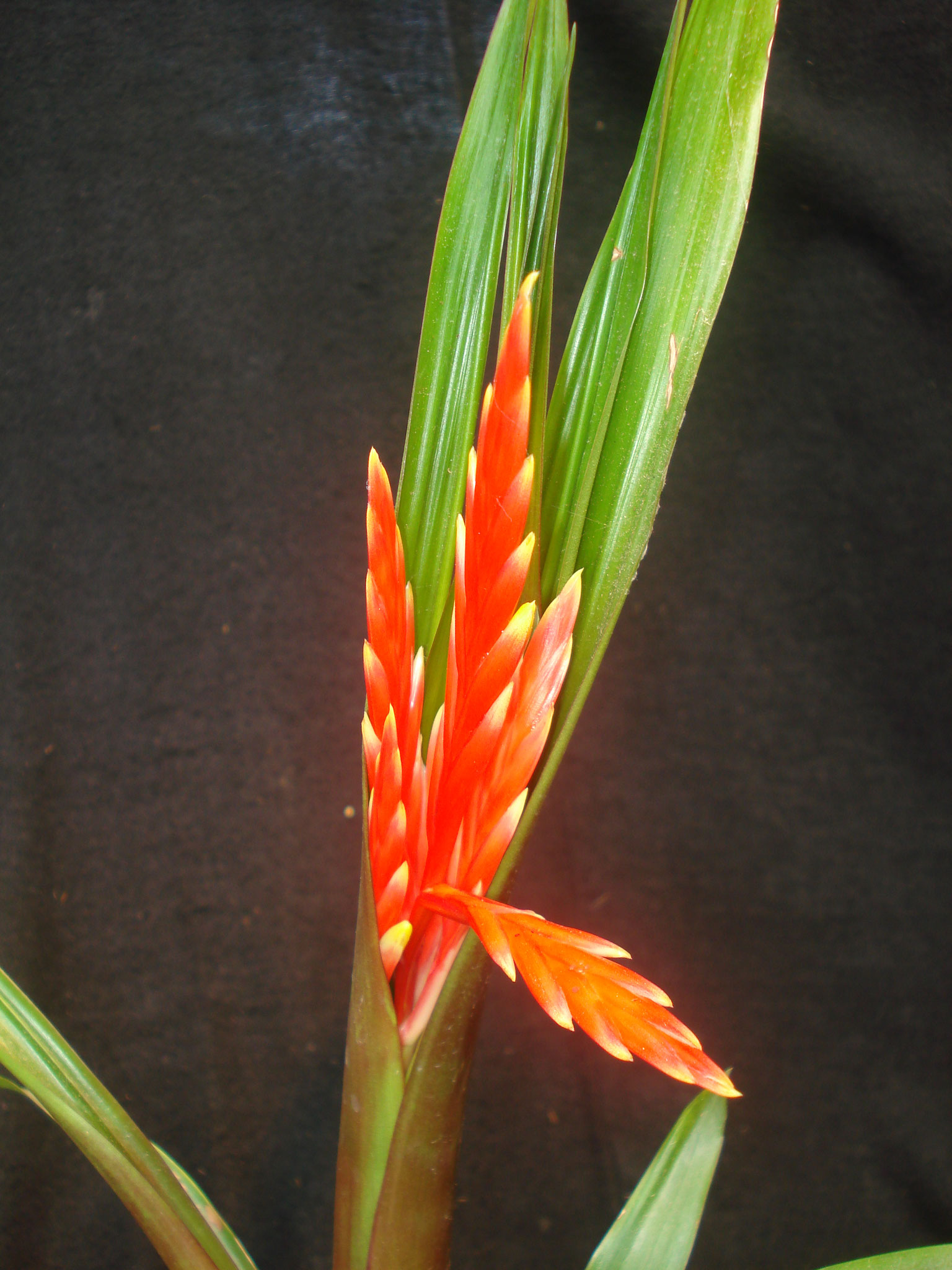 Vriesea elan