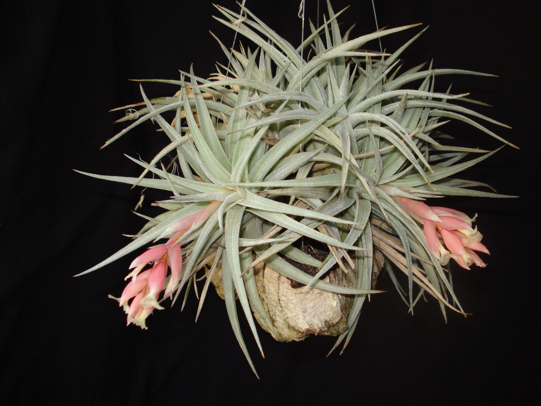 Tillandsia polihana