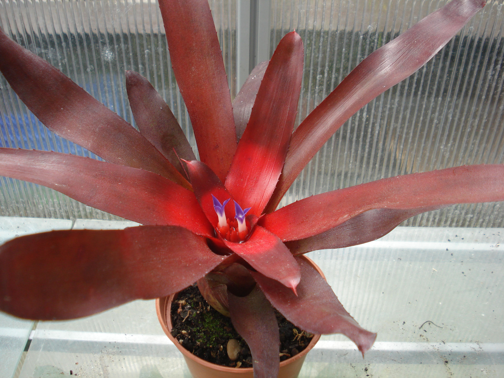 Neoregelia camorimiana