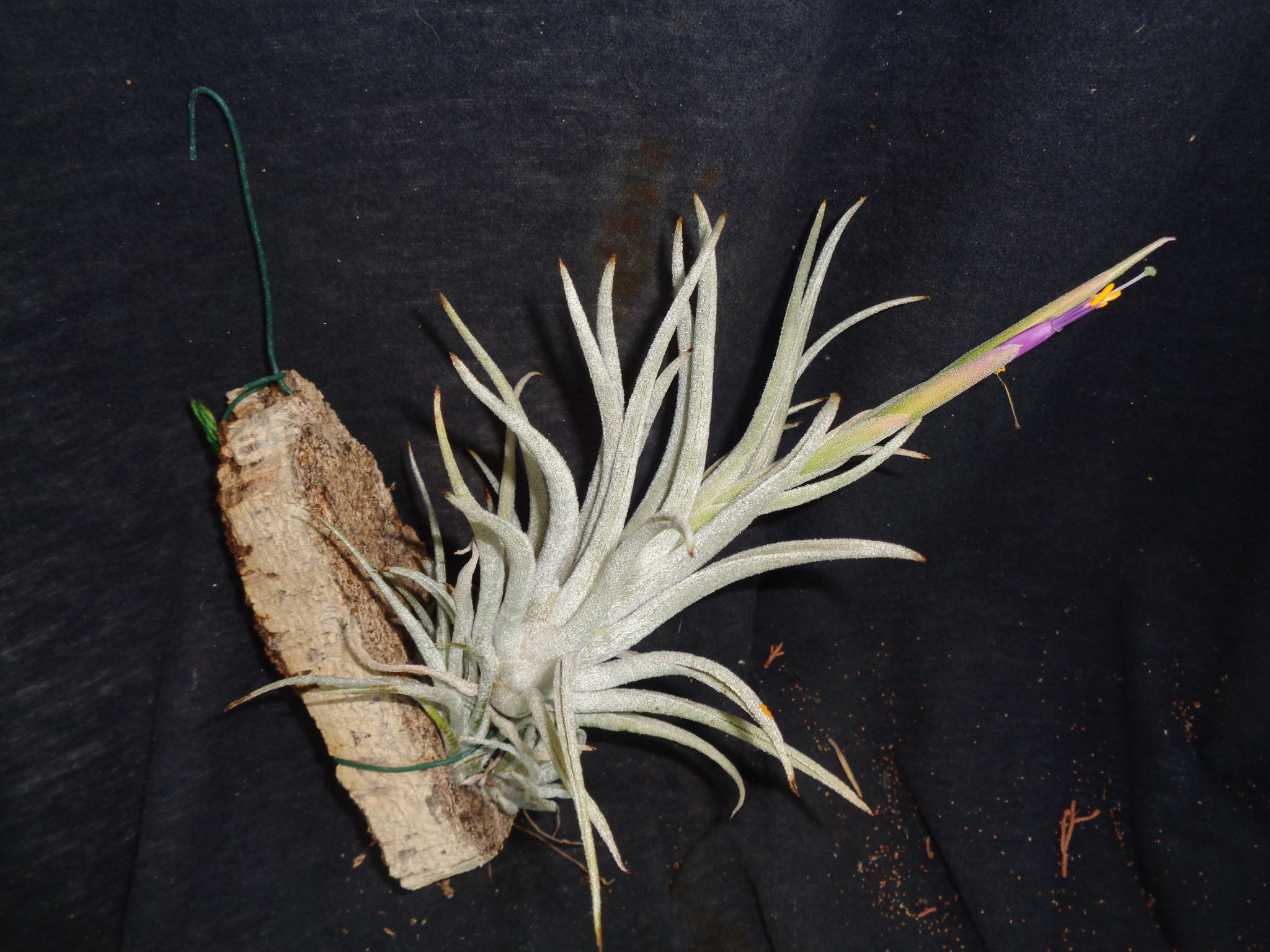 Tillandsia mitlaensis