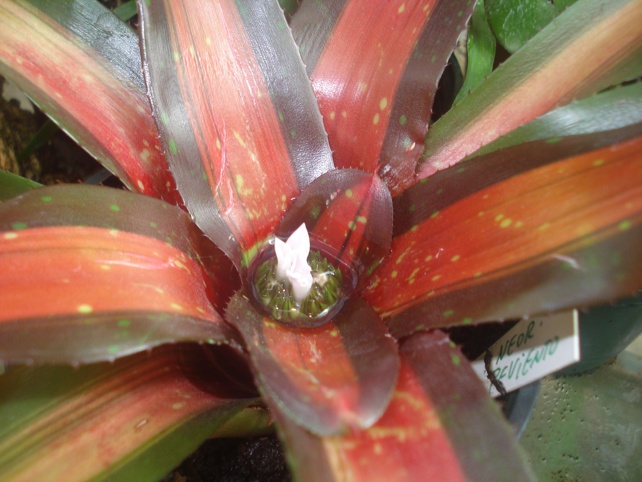 Neoregelia pimiento