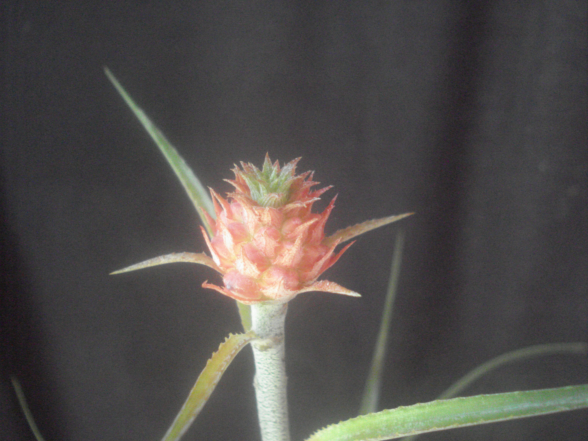 Ananas comosus var. ananassoides 