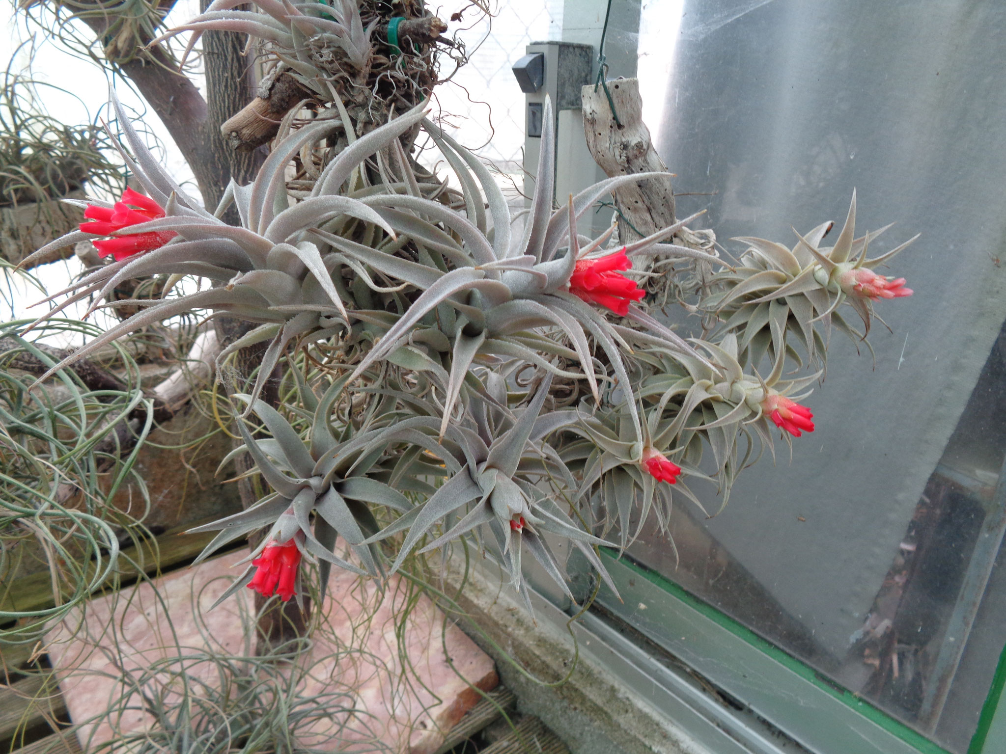 Tillandsia edithae