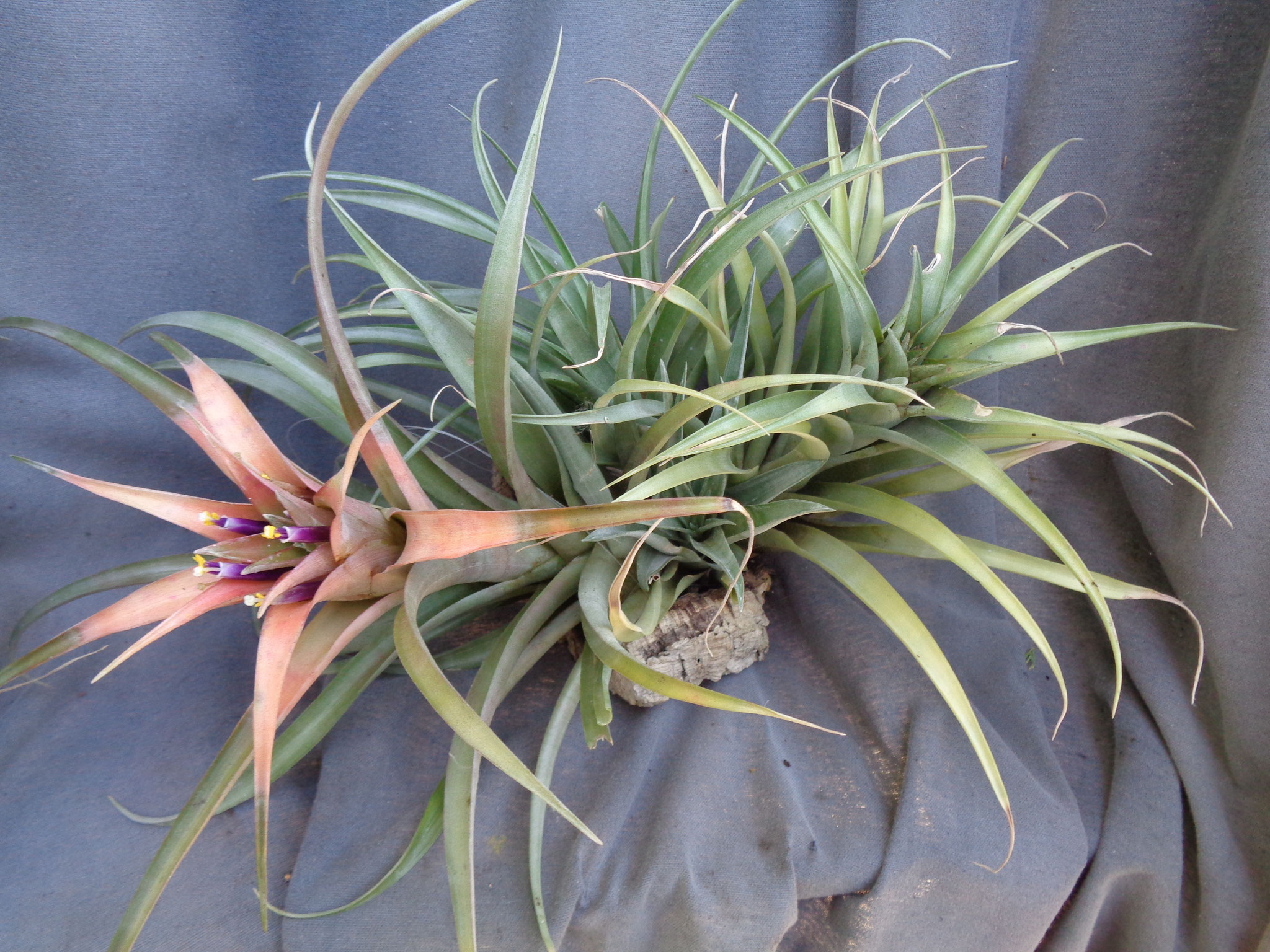 Tillandsia lautneri