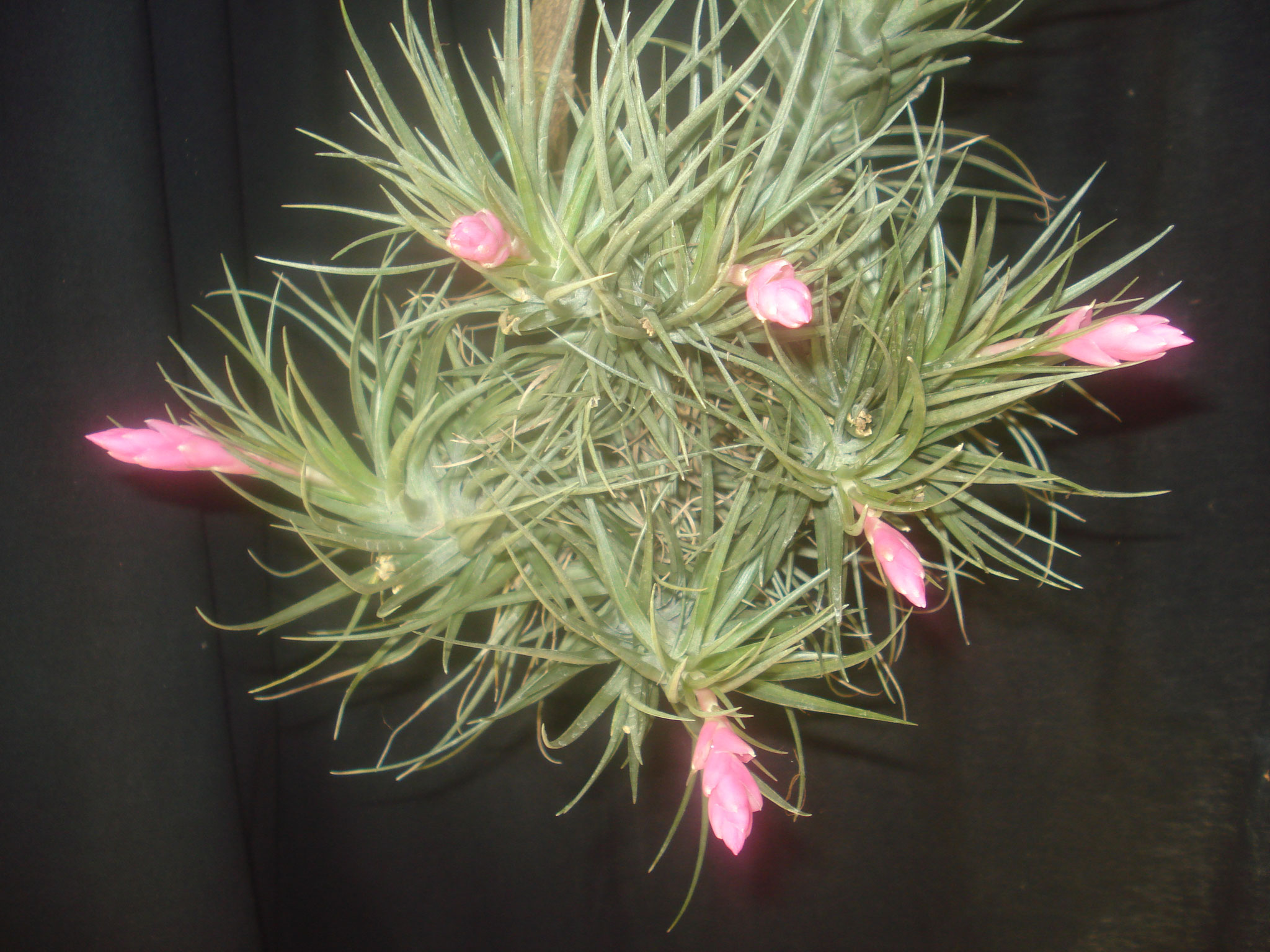 Tillandsia tenuifolia