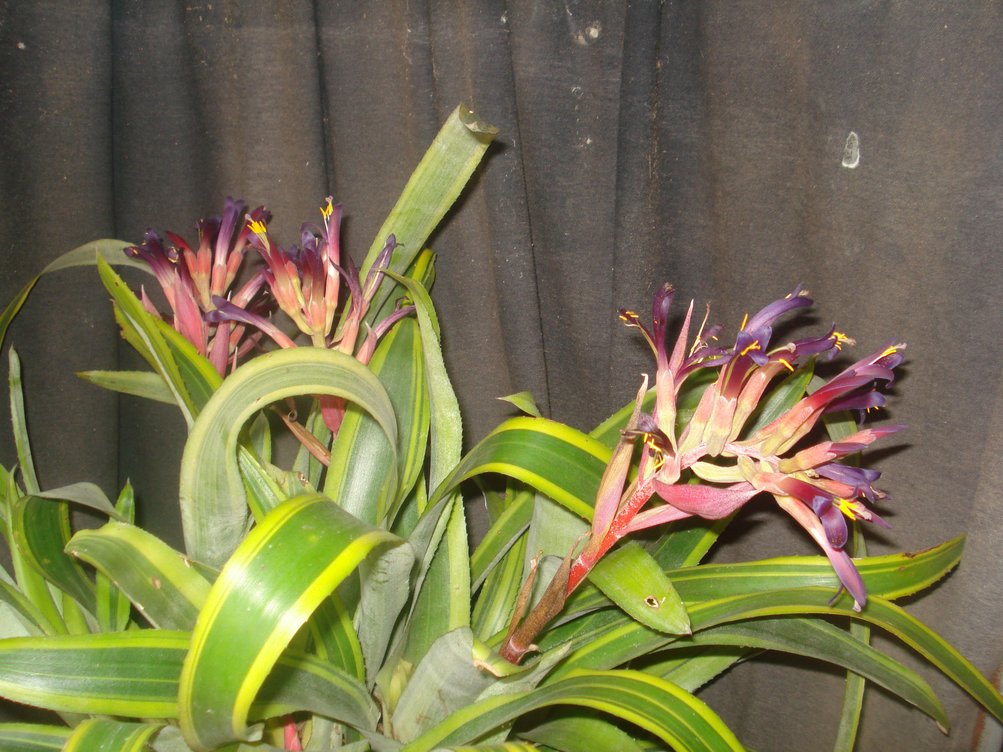 Billbergia pyramidalis striata