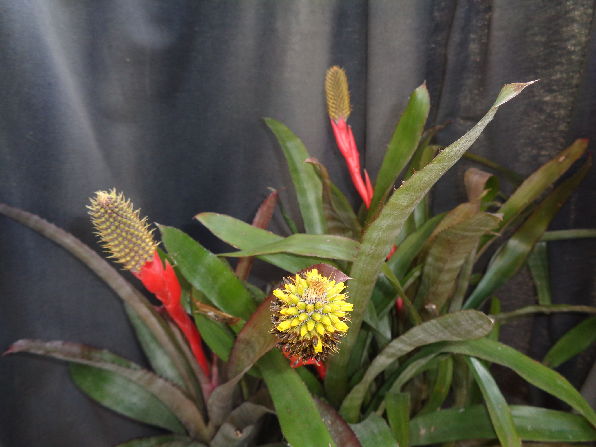 Aechmea pineliana