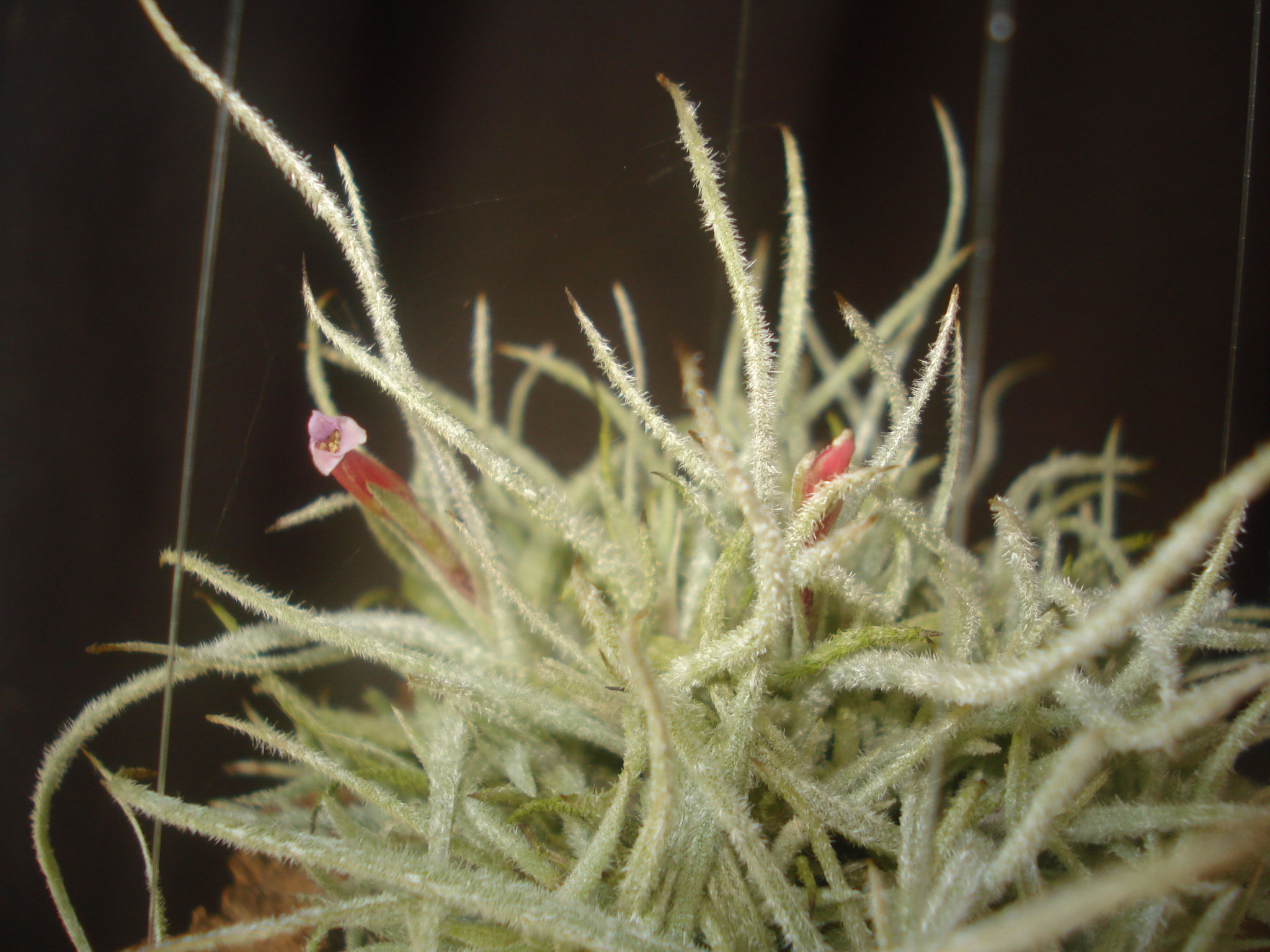 Tillandsia chusgonensis