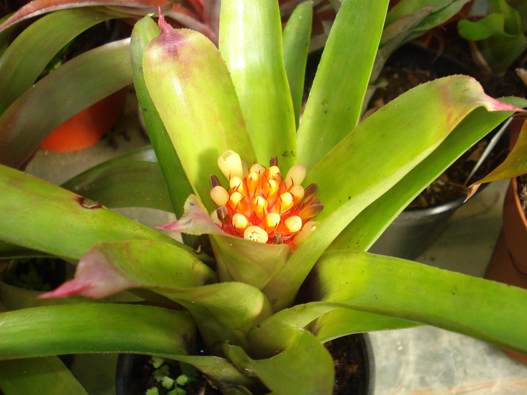 Aechmea pimenti velosoi 