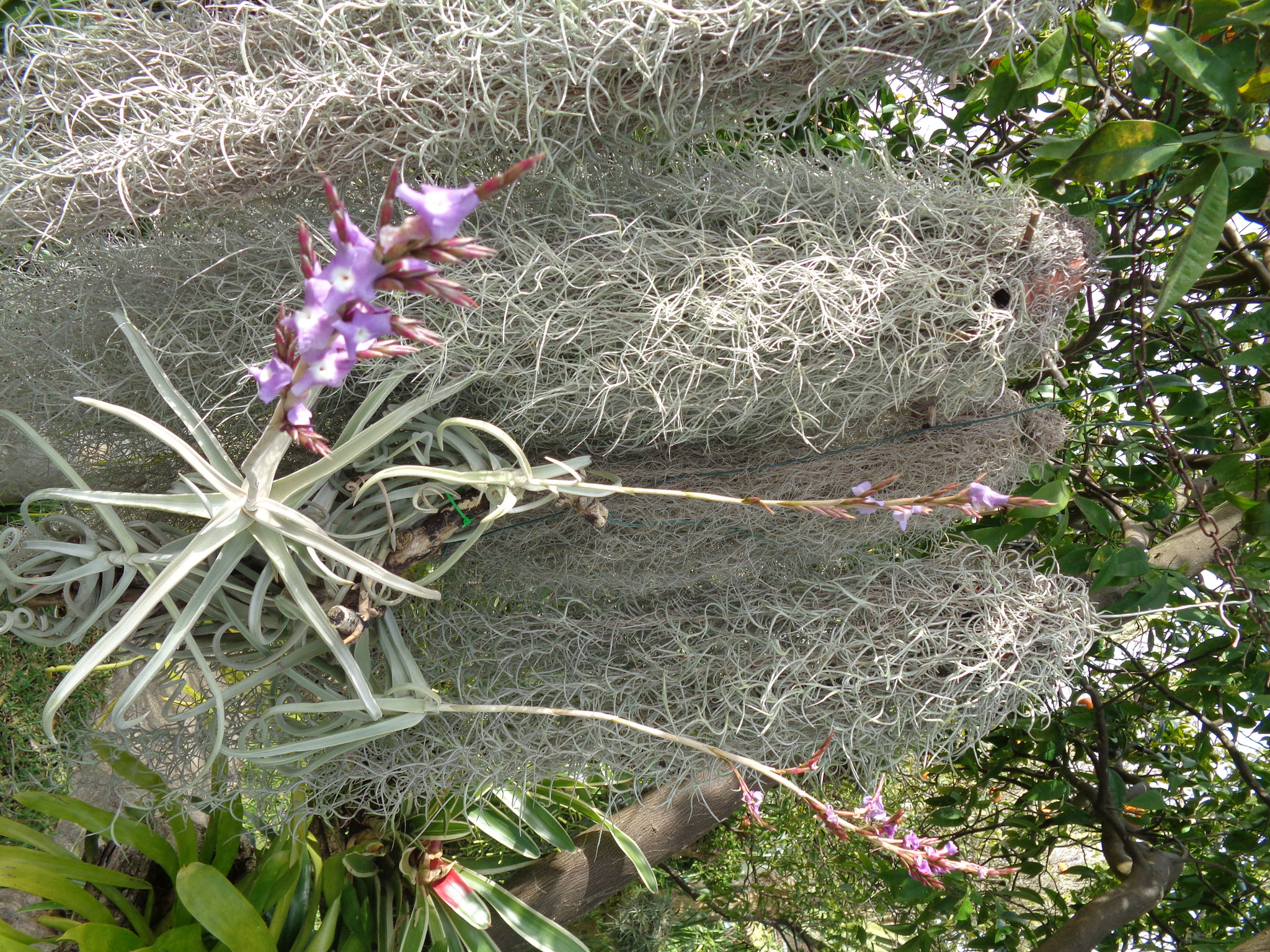 Tillandsia duratii